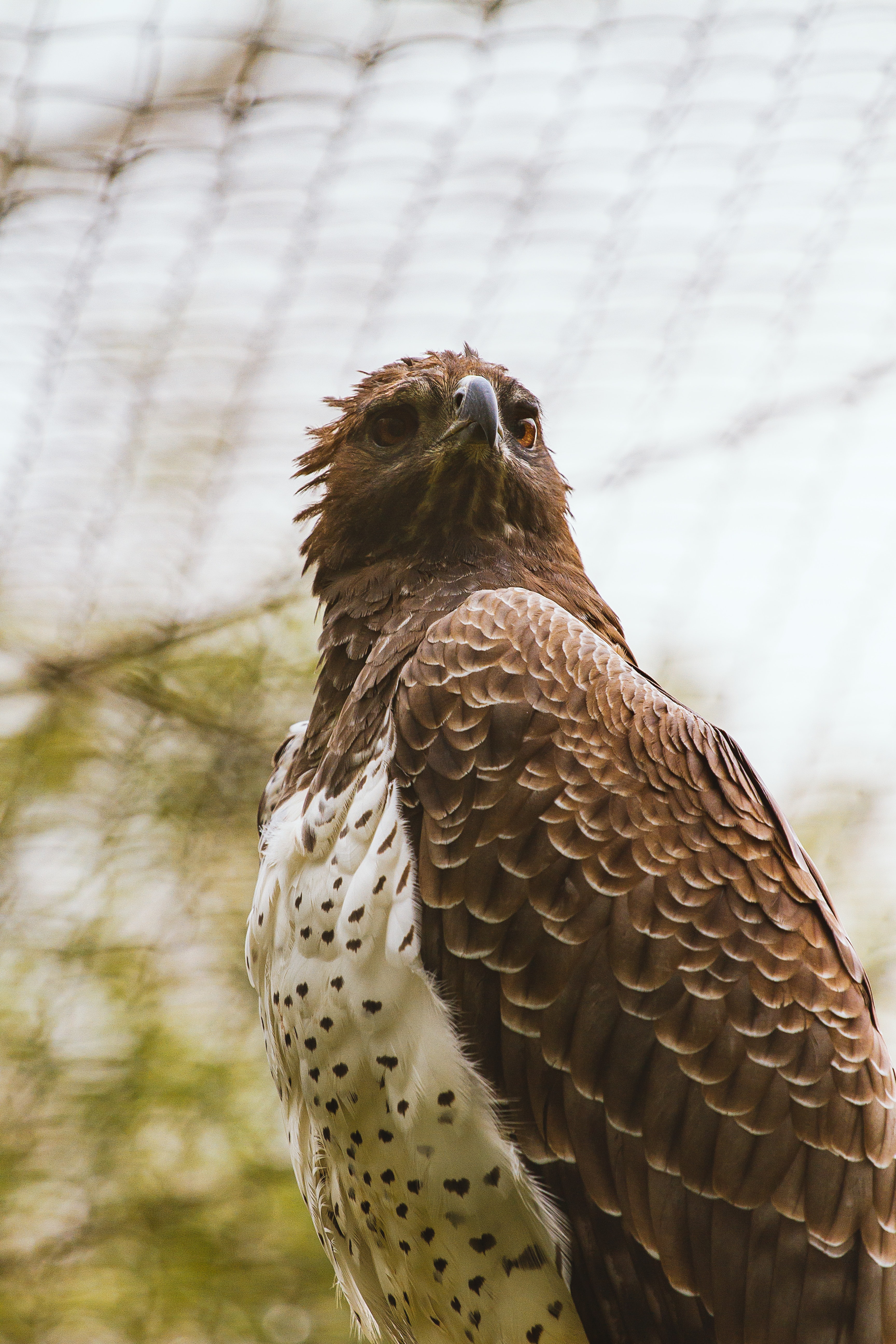 hawk, predator, animals, bird, brown wallpaper for mobile