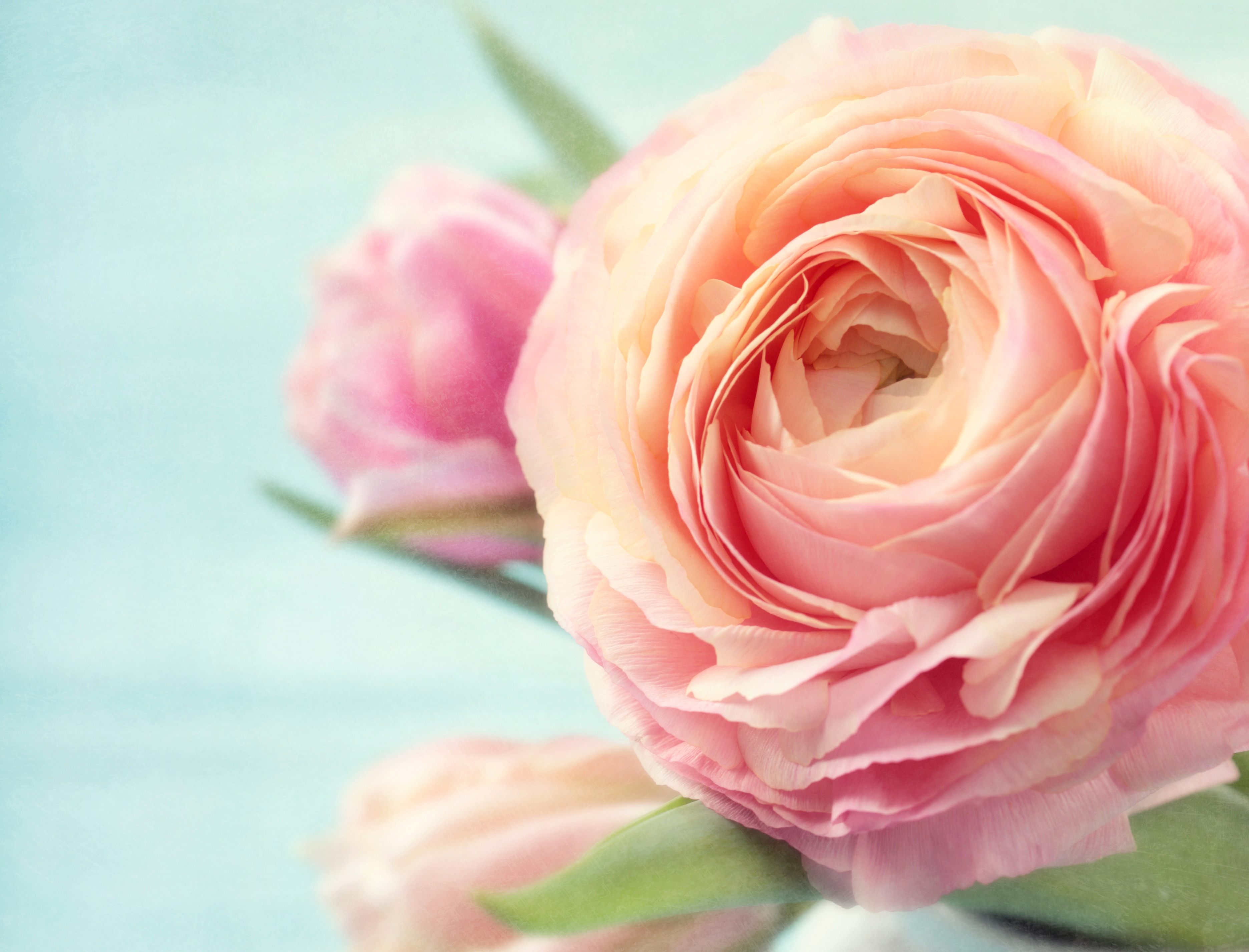 Handy-Wallpaper Natur, Blumen, Blume, Rose, Erde/natur, Pinke Blume kostenlos herunterladen.