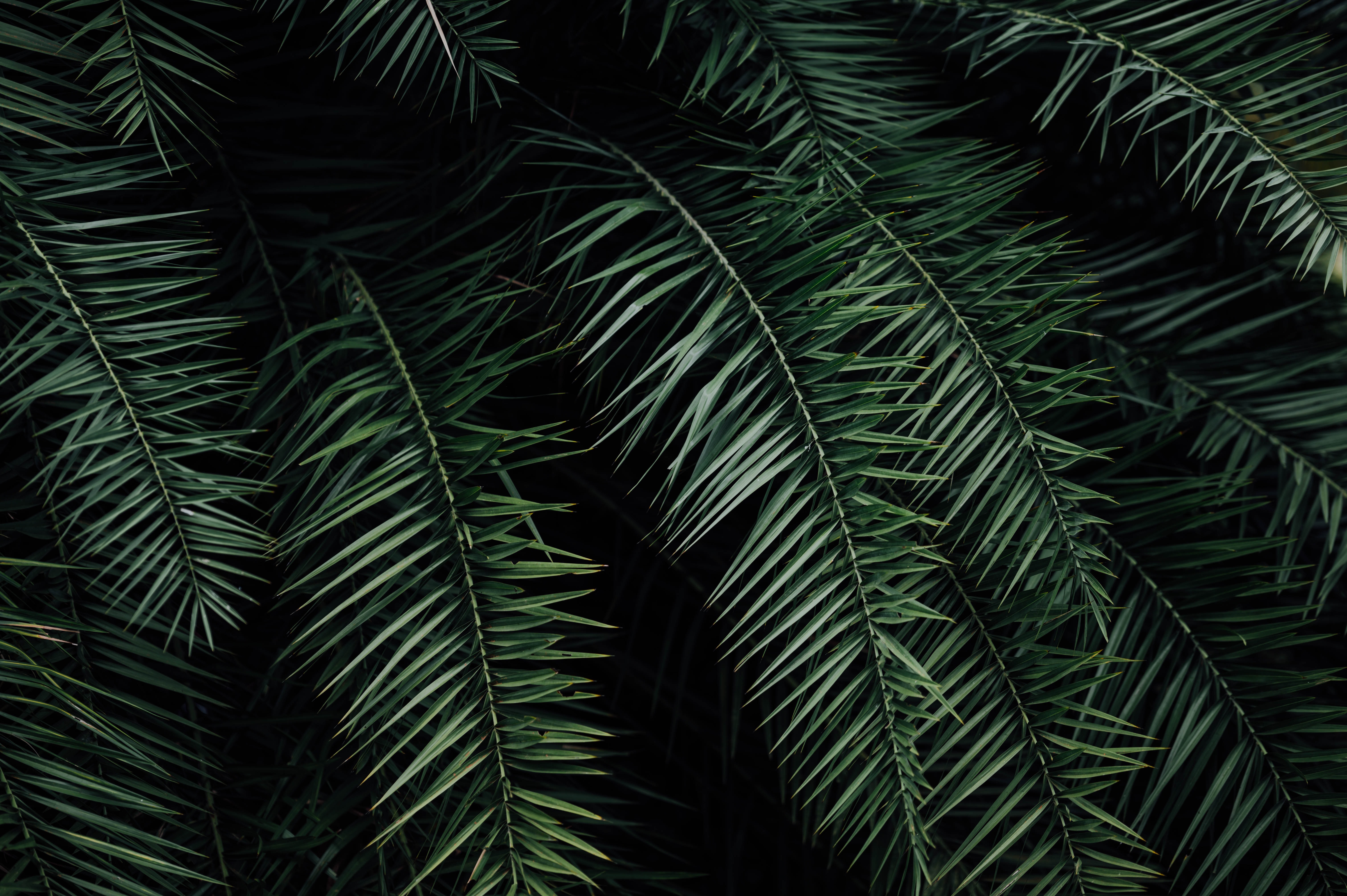 Laden Sie das Palm, Geäst, Zweige, Blätter, Natur, Palme-Bild kostenlos auf Ihren PC-Desktop herunter