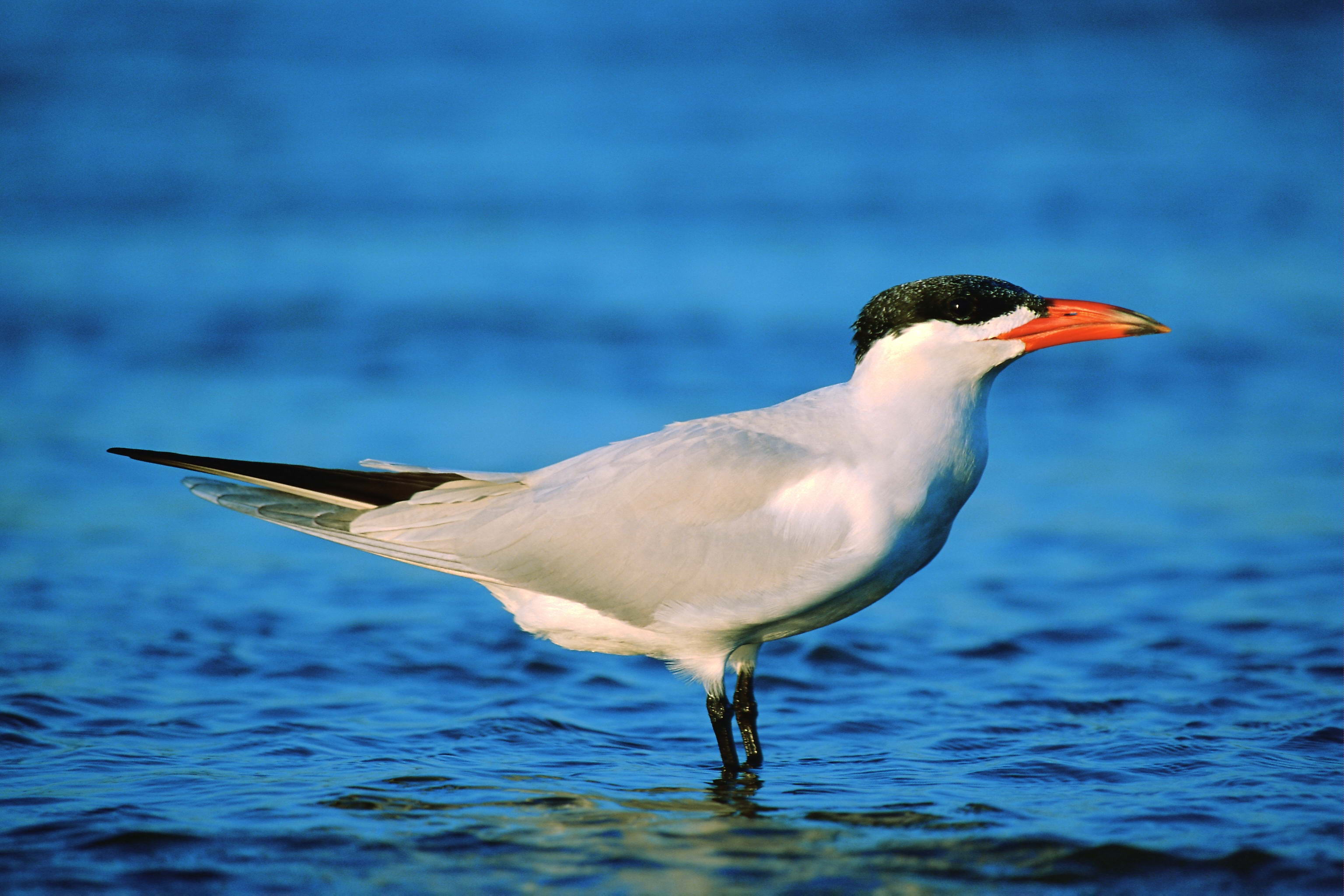 Baixe gratuitamente a imagem Animais, Aves, Pássaro na área de trabalho do seu PC