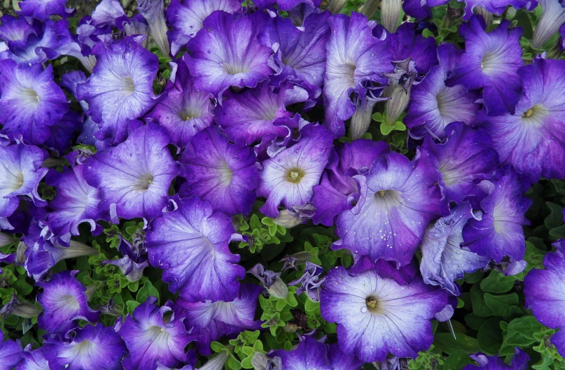 lilac, flowers, lot, bicolor, petunia, two color