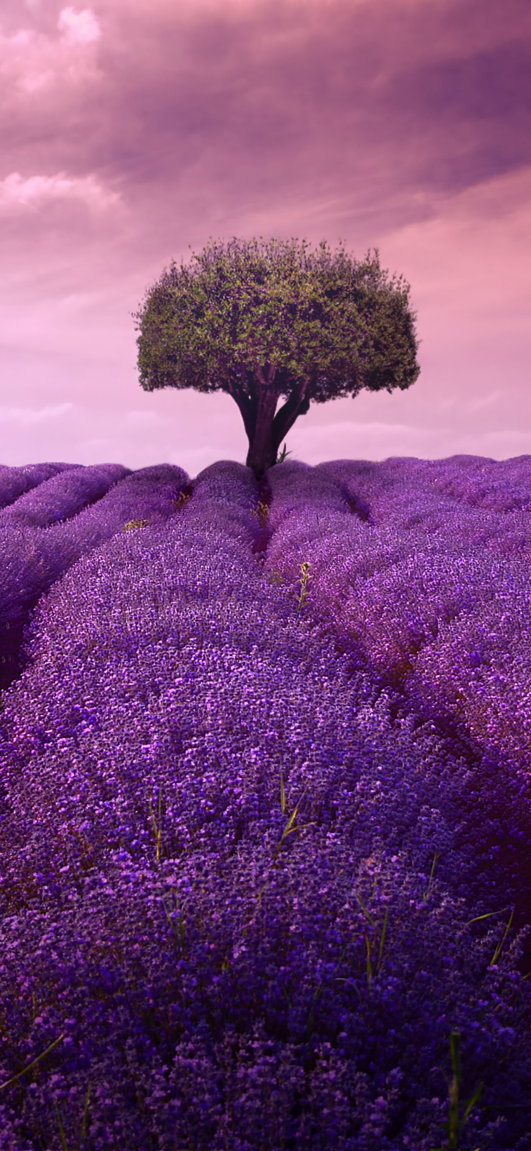 Download mobile wallpaper Nature, Flowers, Tree, Earth, Field, Lavender for free.