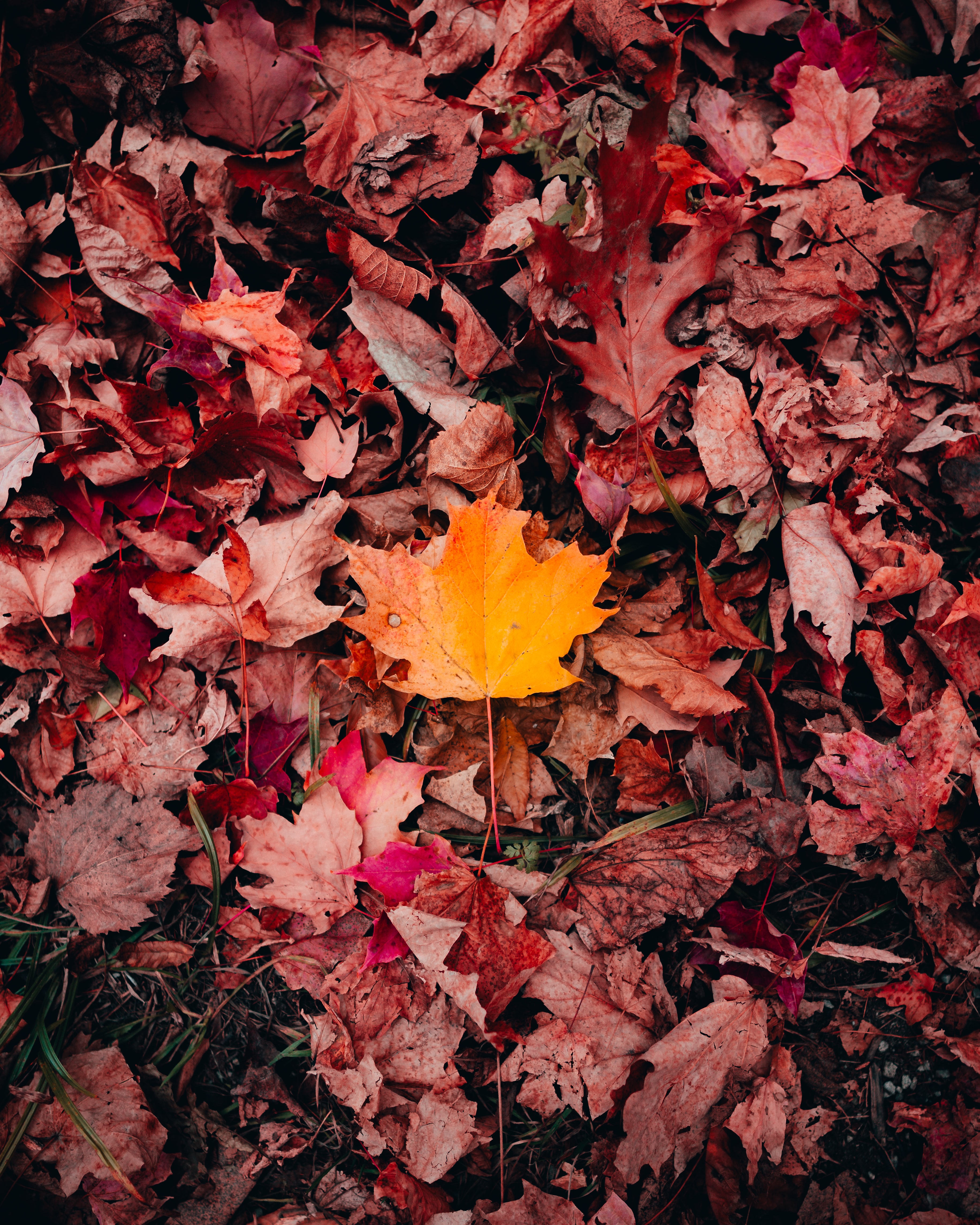 PCデスクトップに自然, 草, 葉, 大きい, マクロ, メープル, 楓, 秋画像を無料でダウンロード
