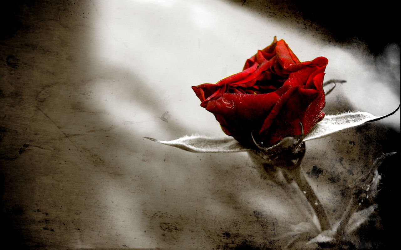 1437539 завантажити шпалери земля, роза, квітка, червона троянда - заставки і картинки безкоштовно