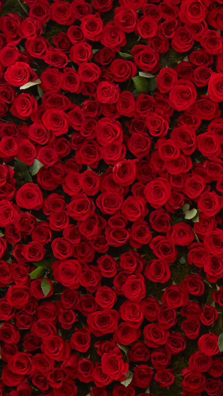 Descarga gratuita de fondo de pantalla para móvil de Flores, Rosa, Flor, Tierra, Flor Roja, Tierra/naturaleza.