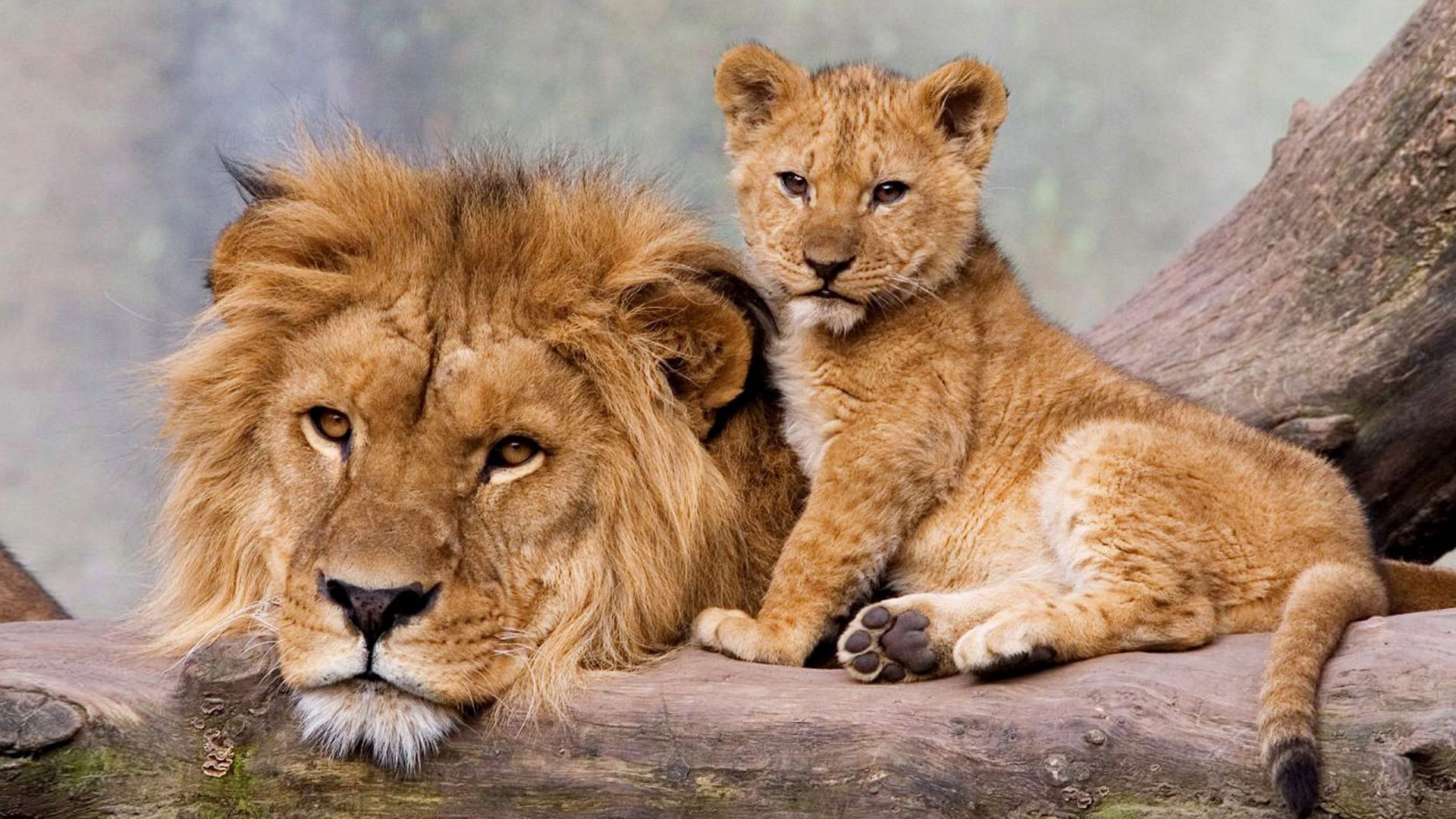 Download mobile wallpaper Cats, Lion, Animal, Cub for free.