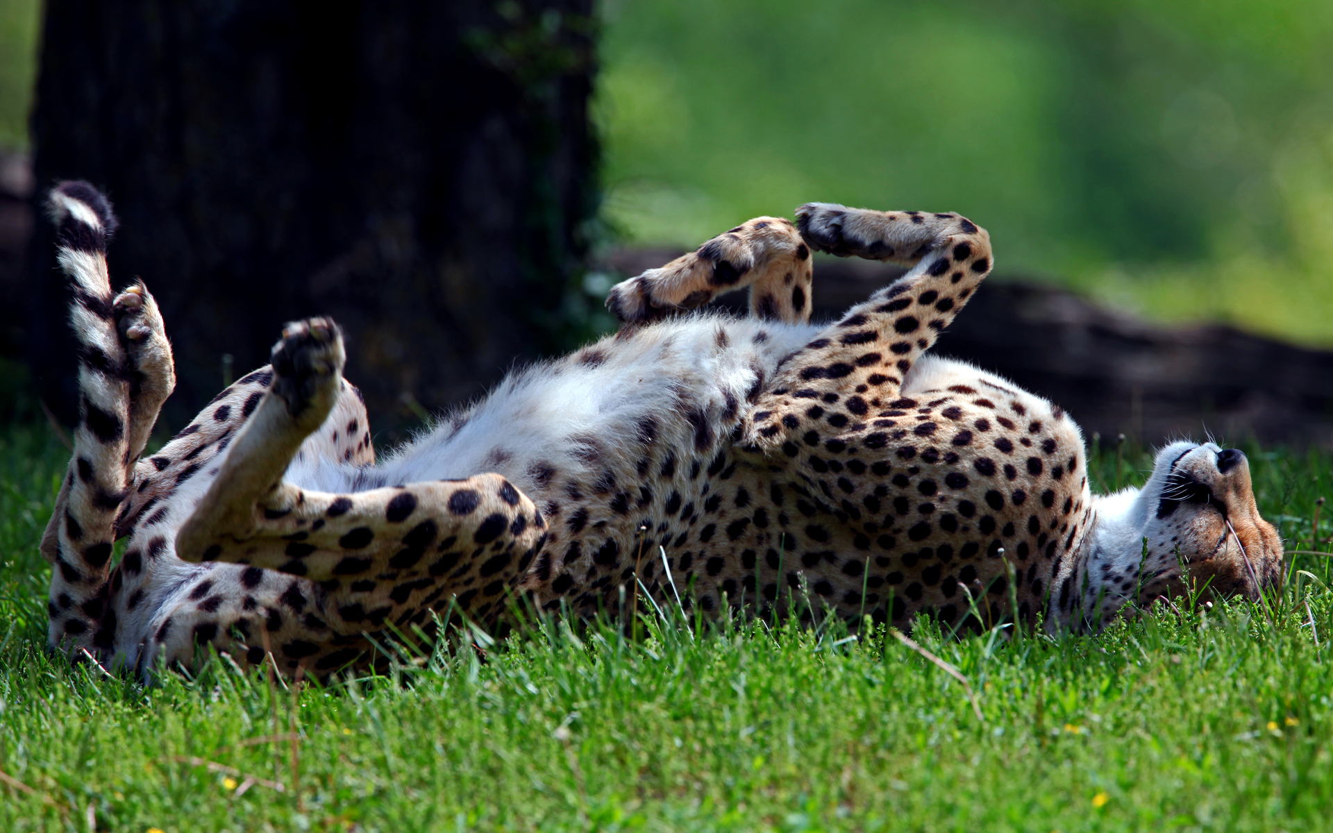Download mobile wallpaper Cheetah, Funny, Humor, Cats, Animal for free.