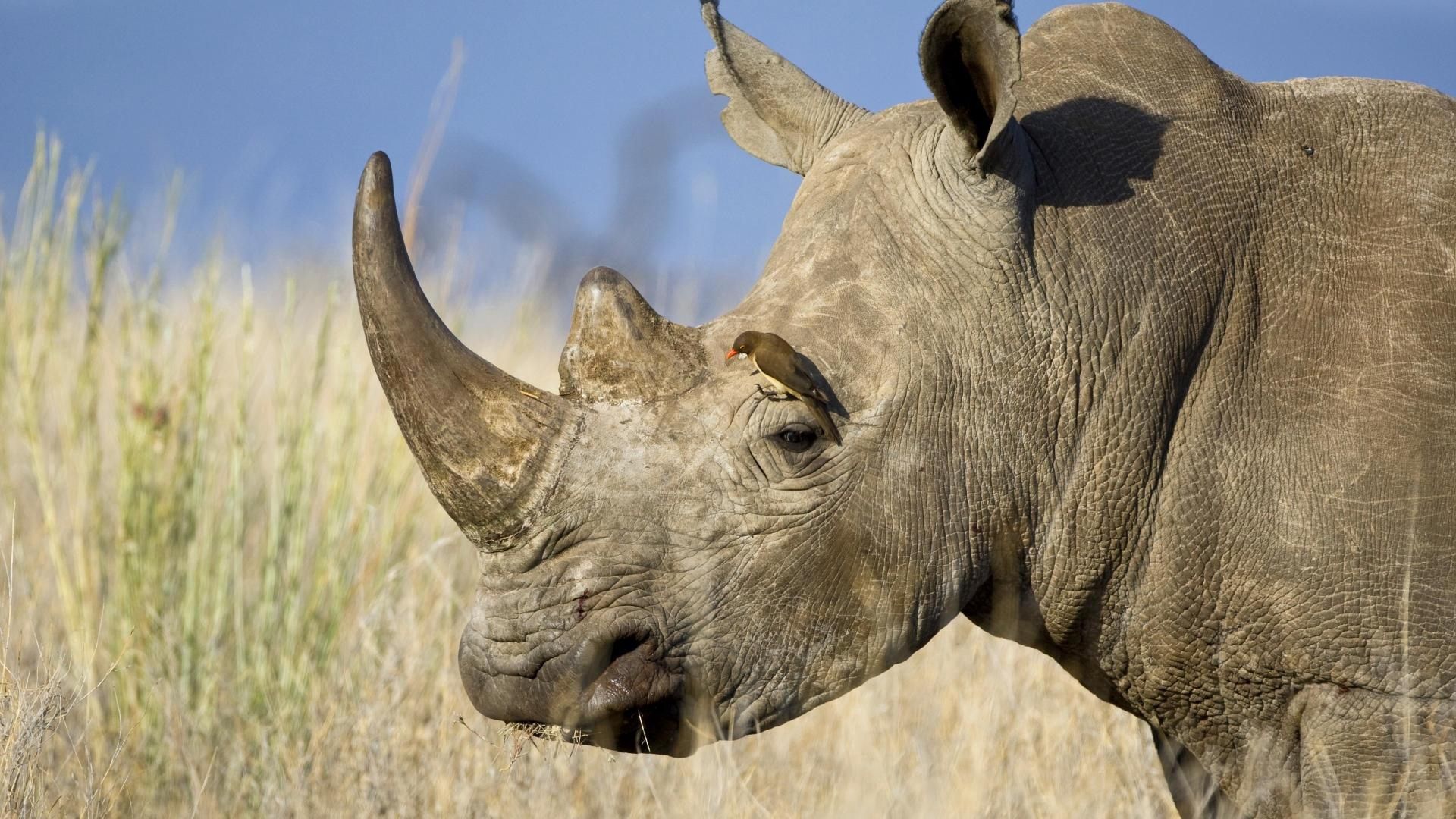 Newest Mobile Wallpaper Rhinoceros