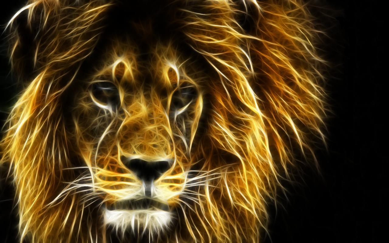 HD wallpaper lions, animals