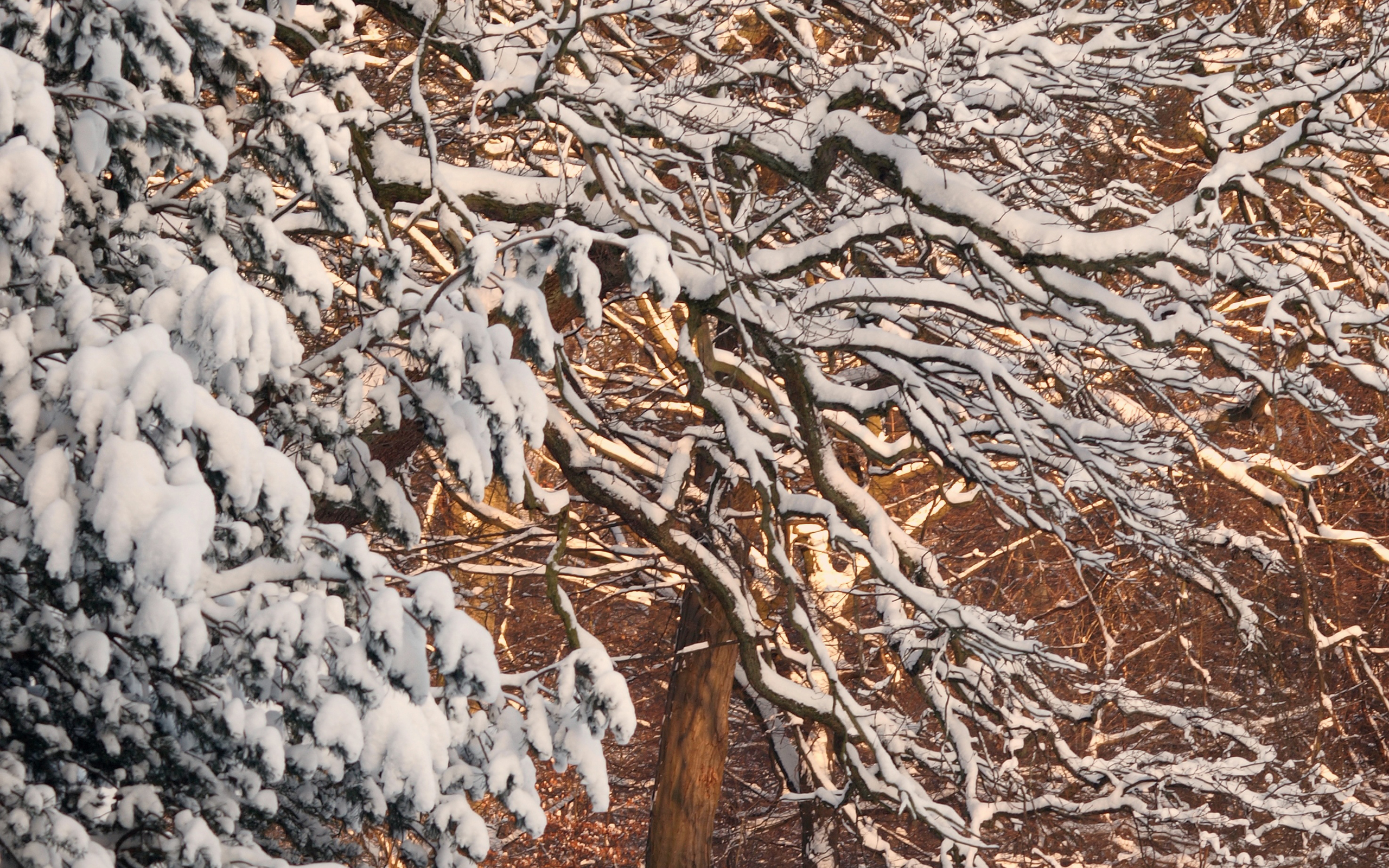 Téléchargez gratuitement l'image Hiver, Terre/nature sur le bureau de votre PC