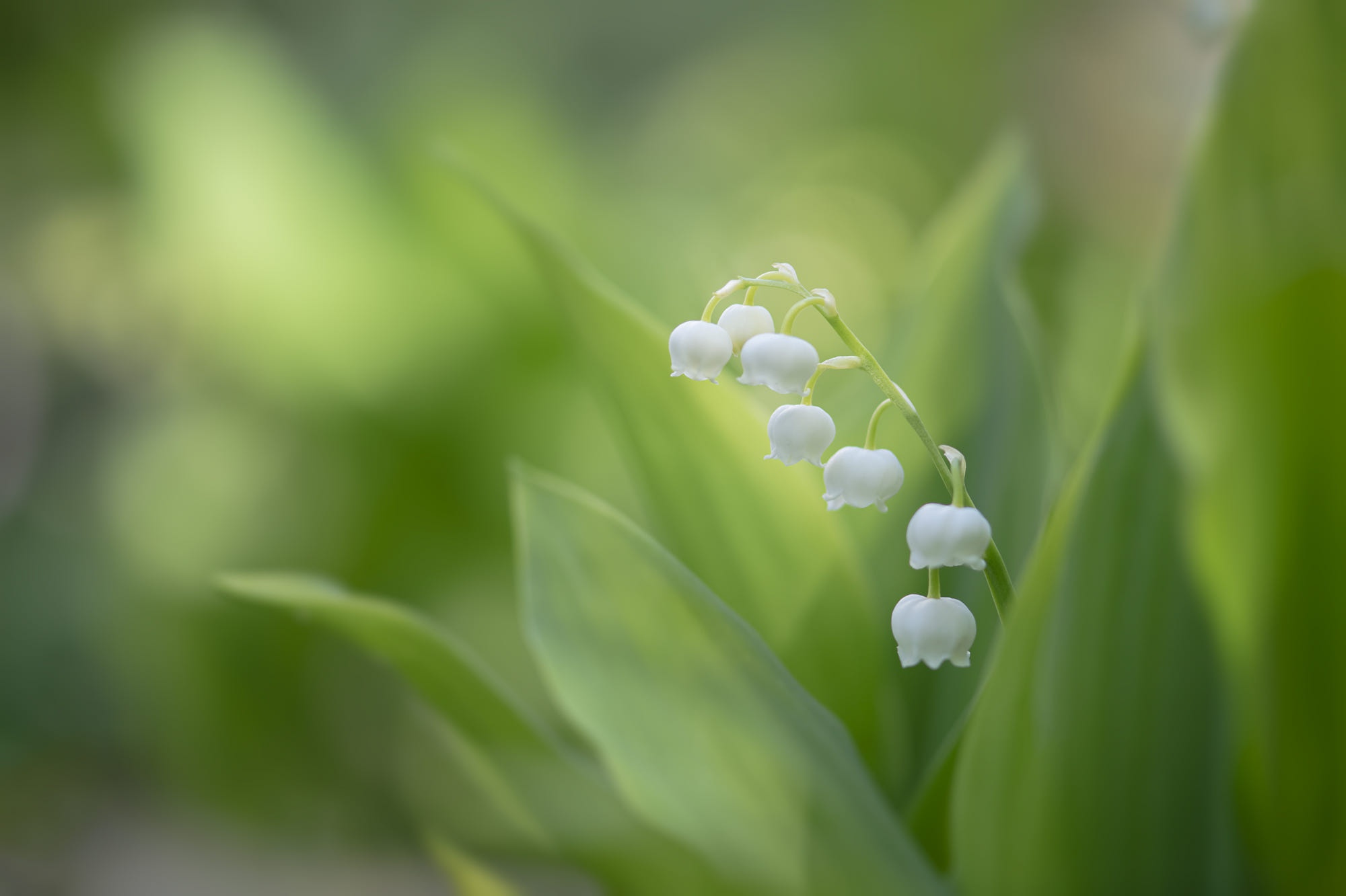 Download mobile wallpaper Flowers, Lily Of The Valley, Earth, White Flower for free.