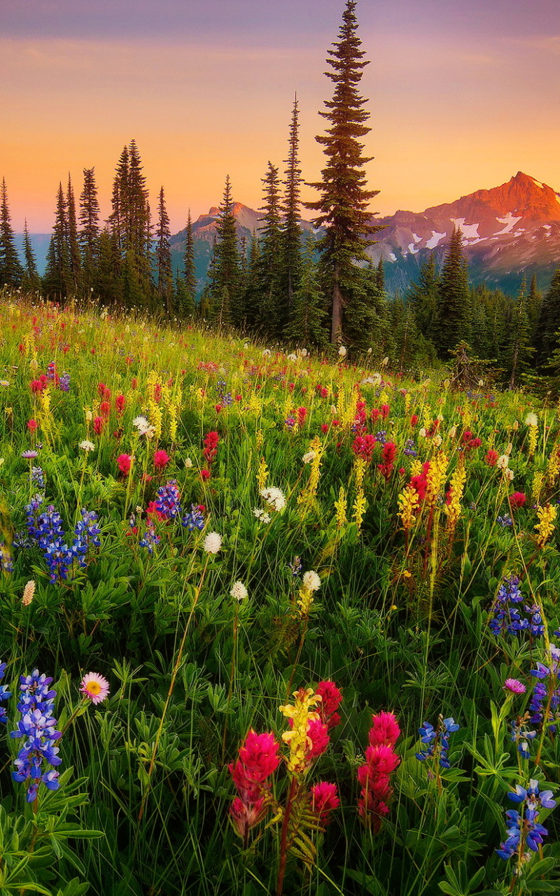 Download mobile wallpaper Flower, Earth, Meadow for free.