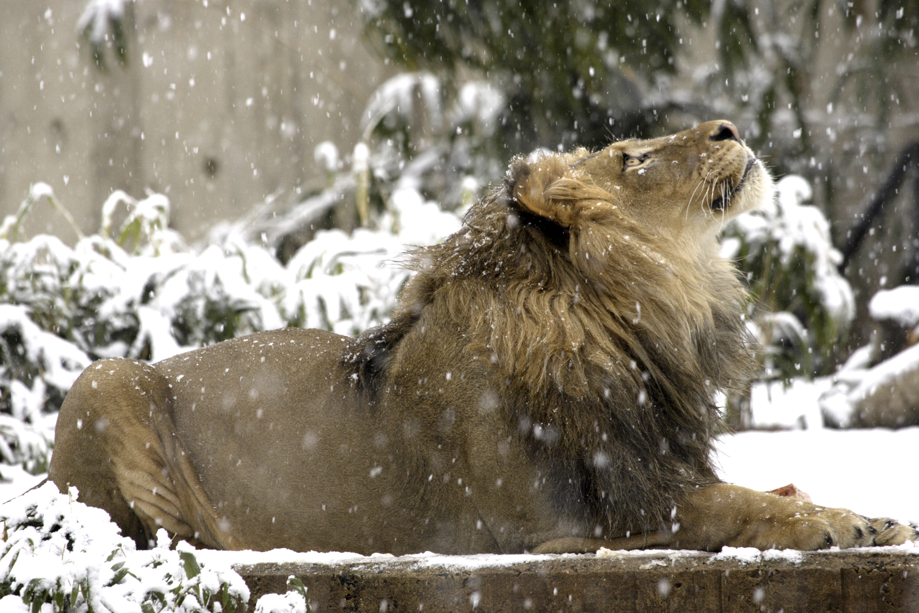 animal, lion, smithsonian zoo, winter