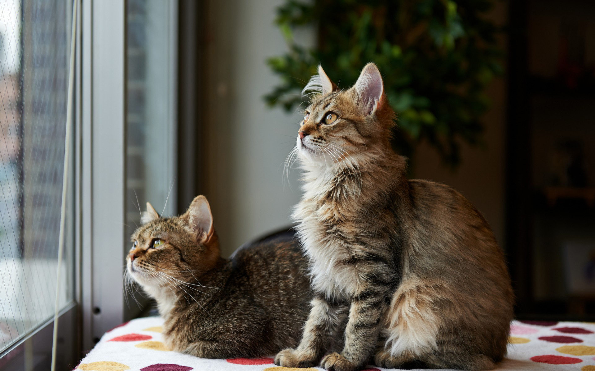 Baixe gratuitamente a imagem Animais, Gato na área de trabalho do seu PC