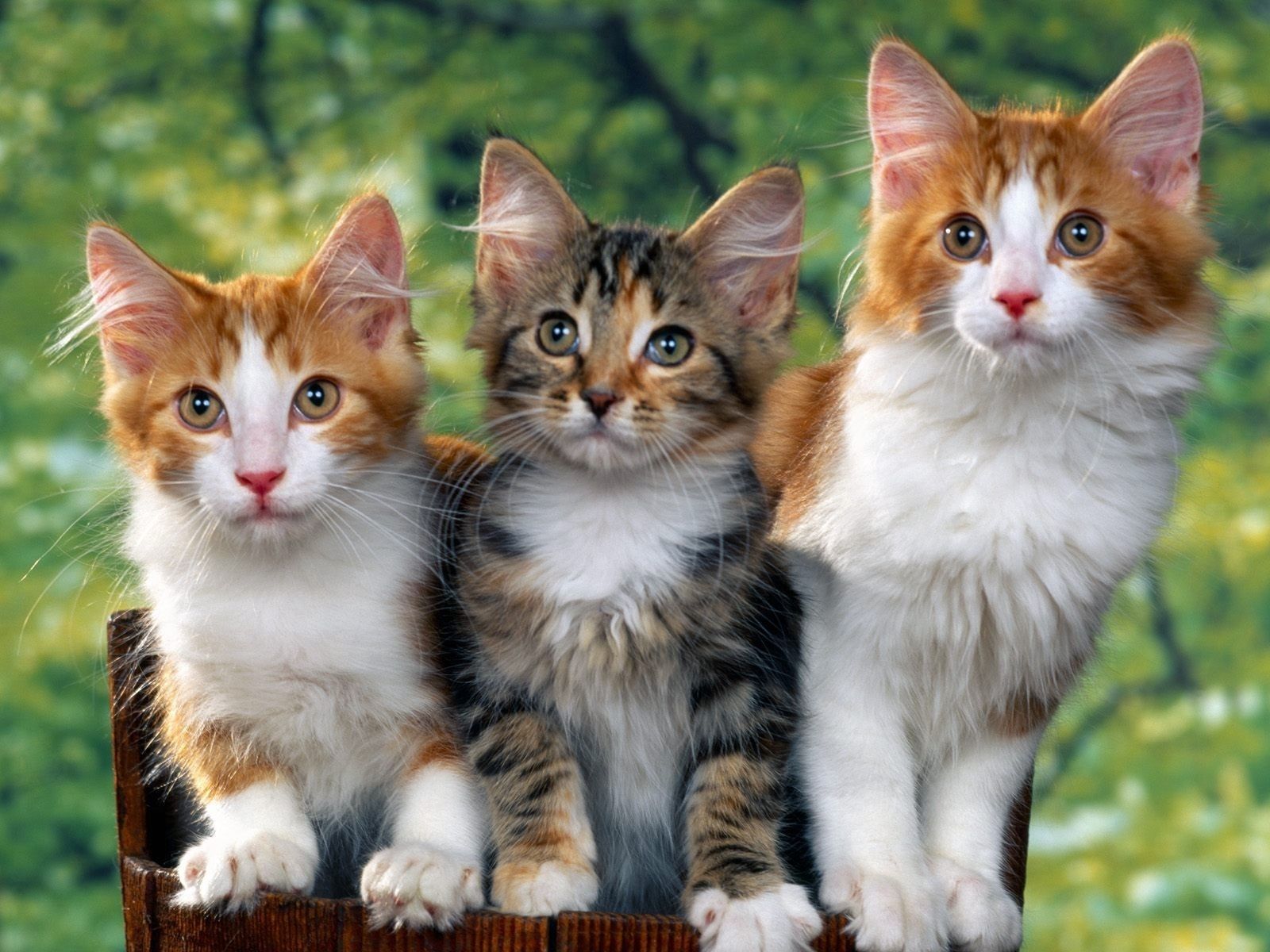 cats, animals, sit, fluffy, spotted, kittens Desktop home screen Wallpaper
