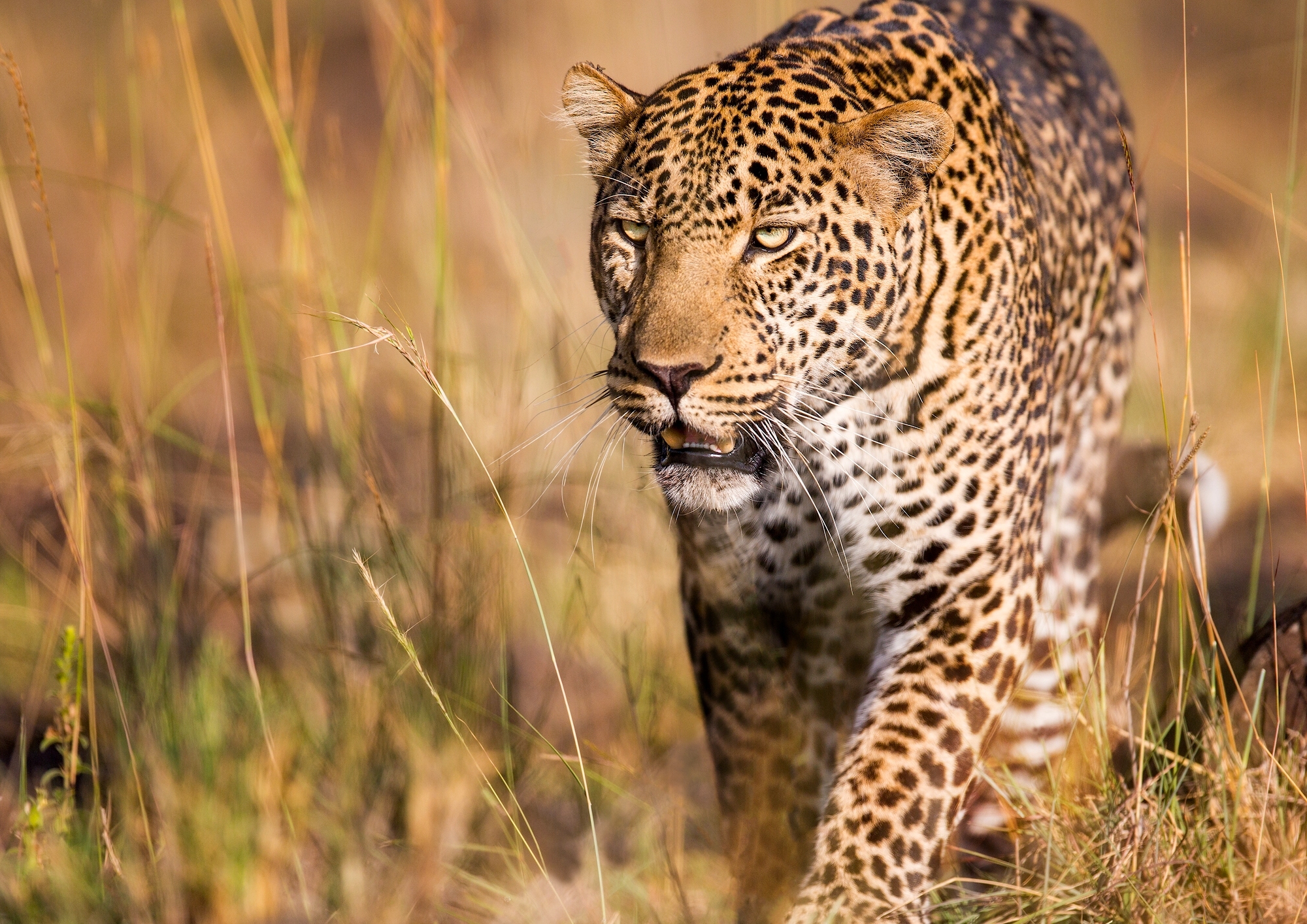 Handy-Wallpaper Tiere, Katzen, Leopard kostenlos herunterladen.