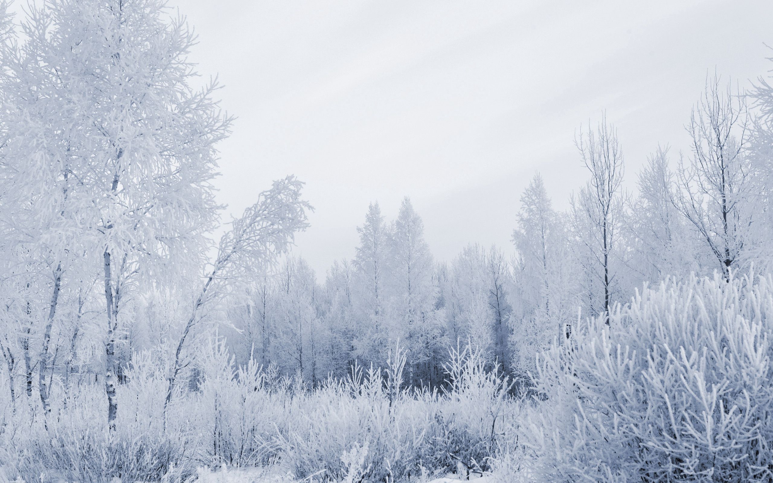 winter, nature, forest, frost, hoarfrost, gray hair