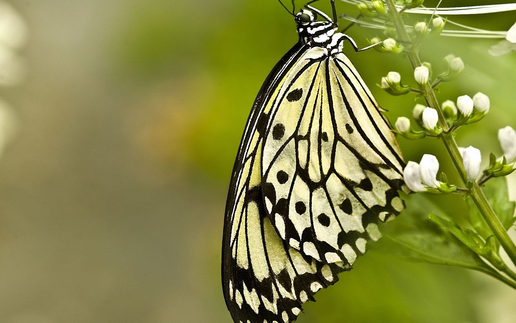 無料モバイル壁紙草, 大きい, マクロ, バタフライ, 翼, パターン, 蝶をダウンロードします。