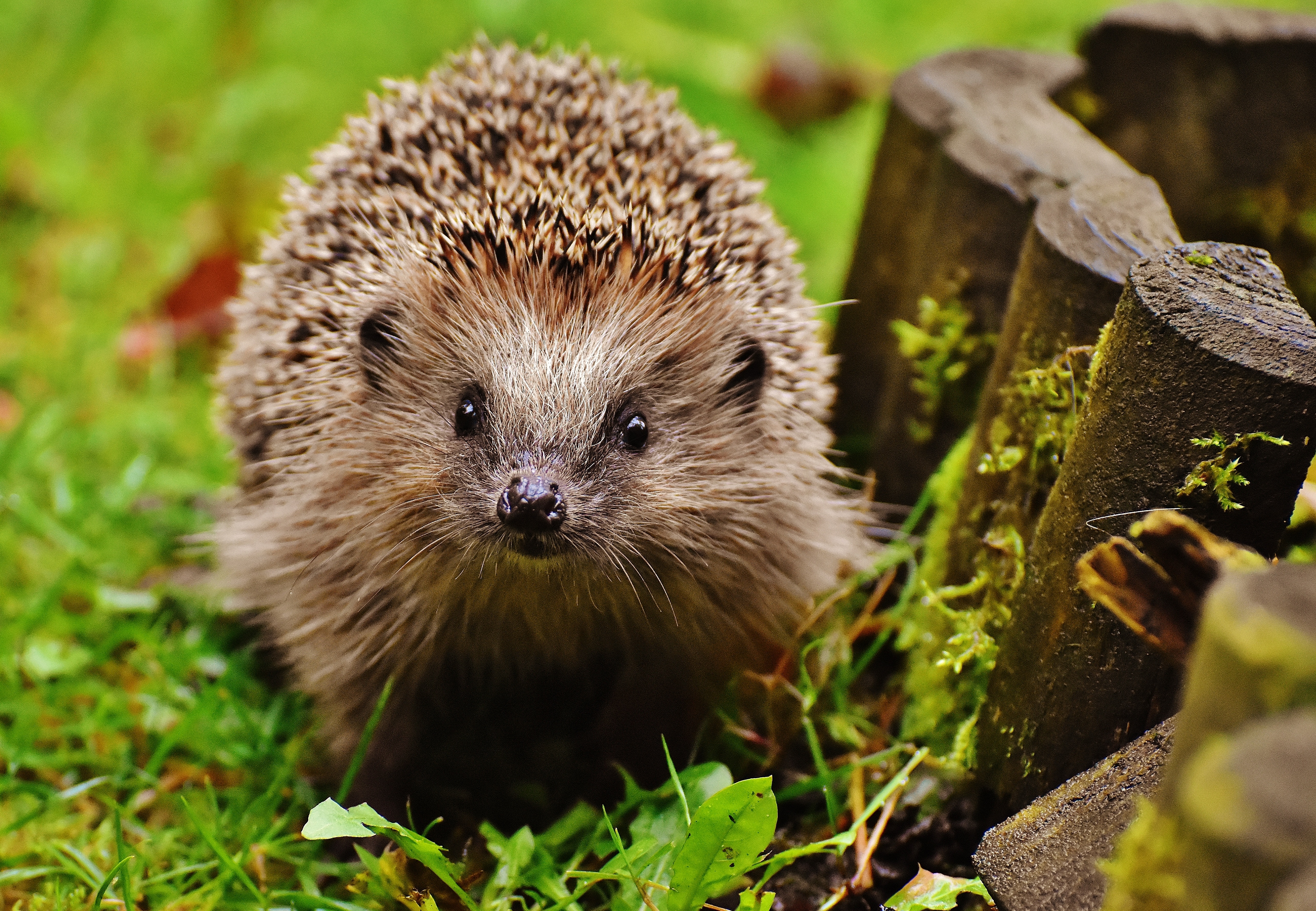 animals, grass, sight, opinion, thorns, prickles, hedgehog