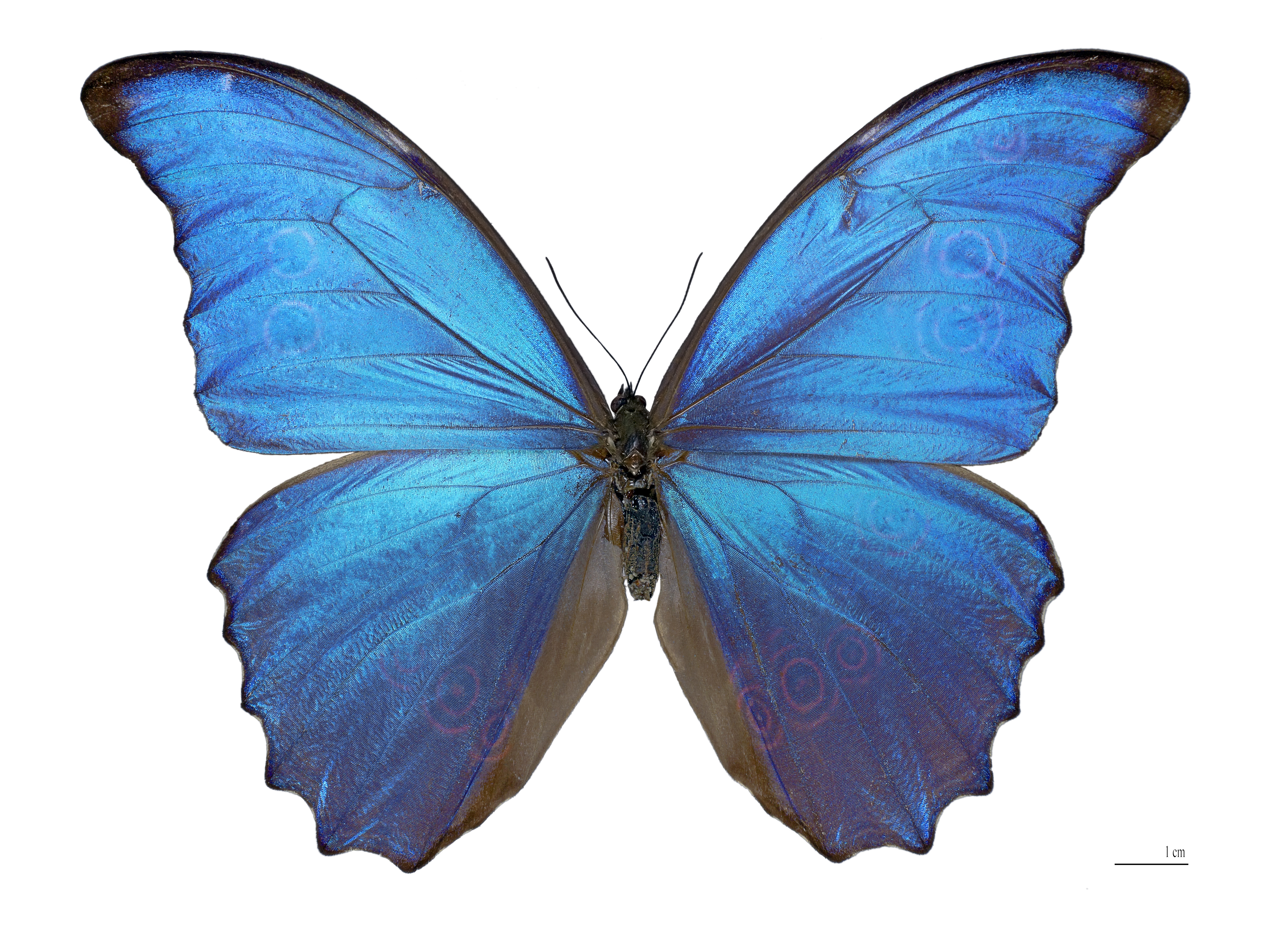 Скачать обои бесплатно Животные, Синий, Бабочка картинка на рабочий стол ПК