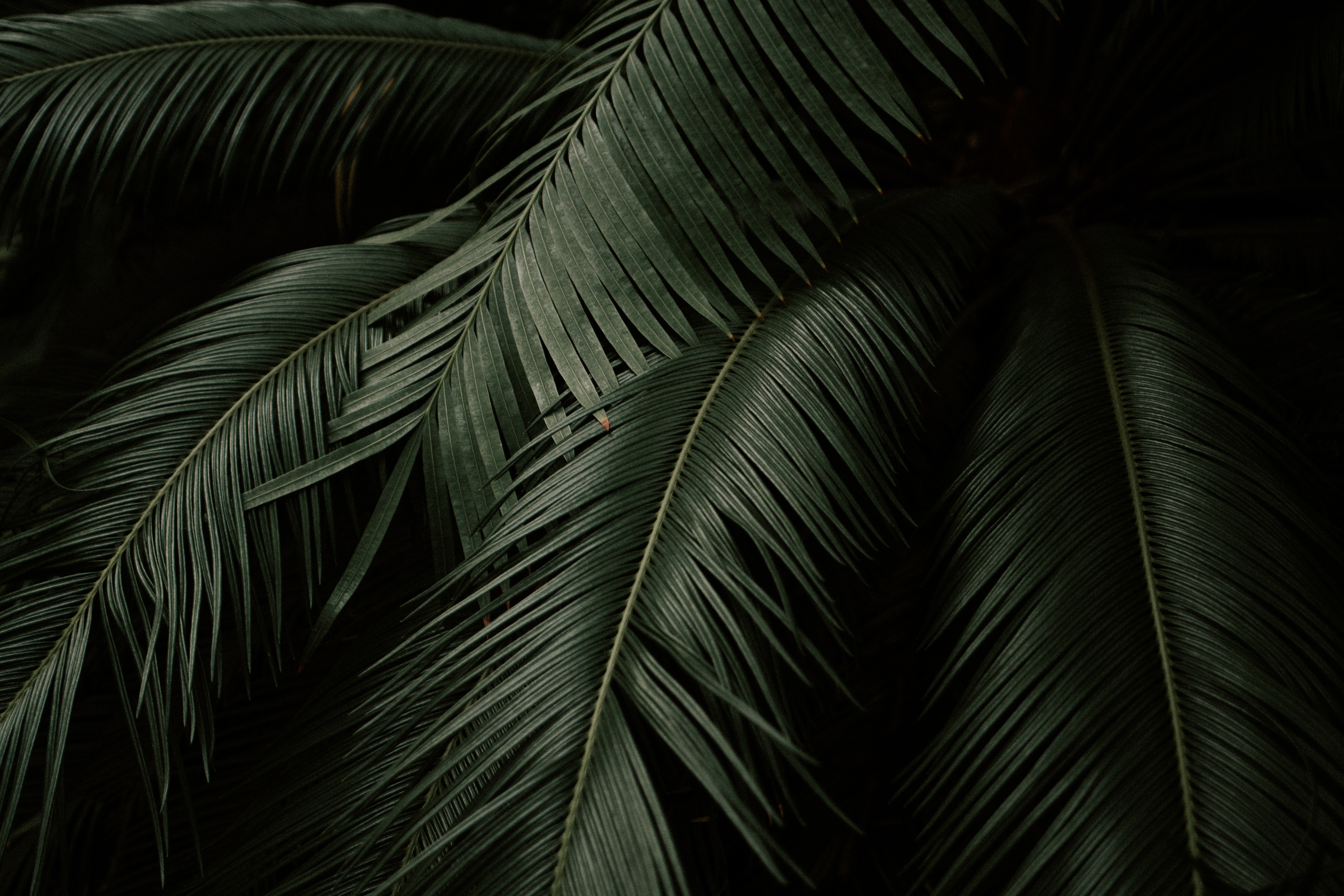 plant, nature, green, leaves, dark, botanical garden, botanic gardens HD for desktop 1080p