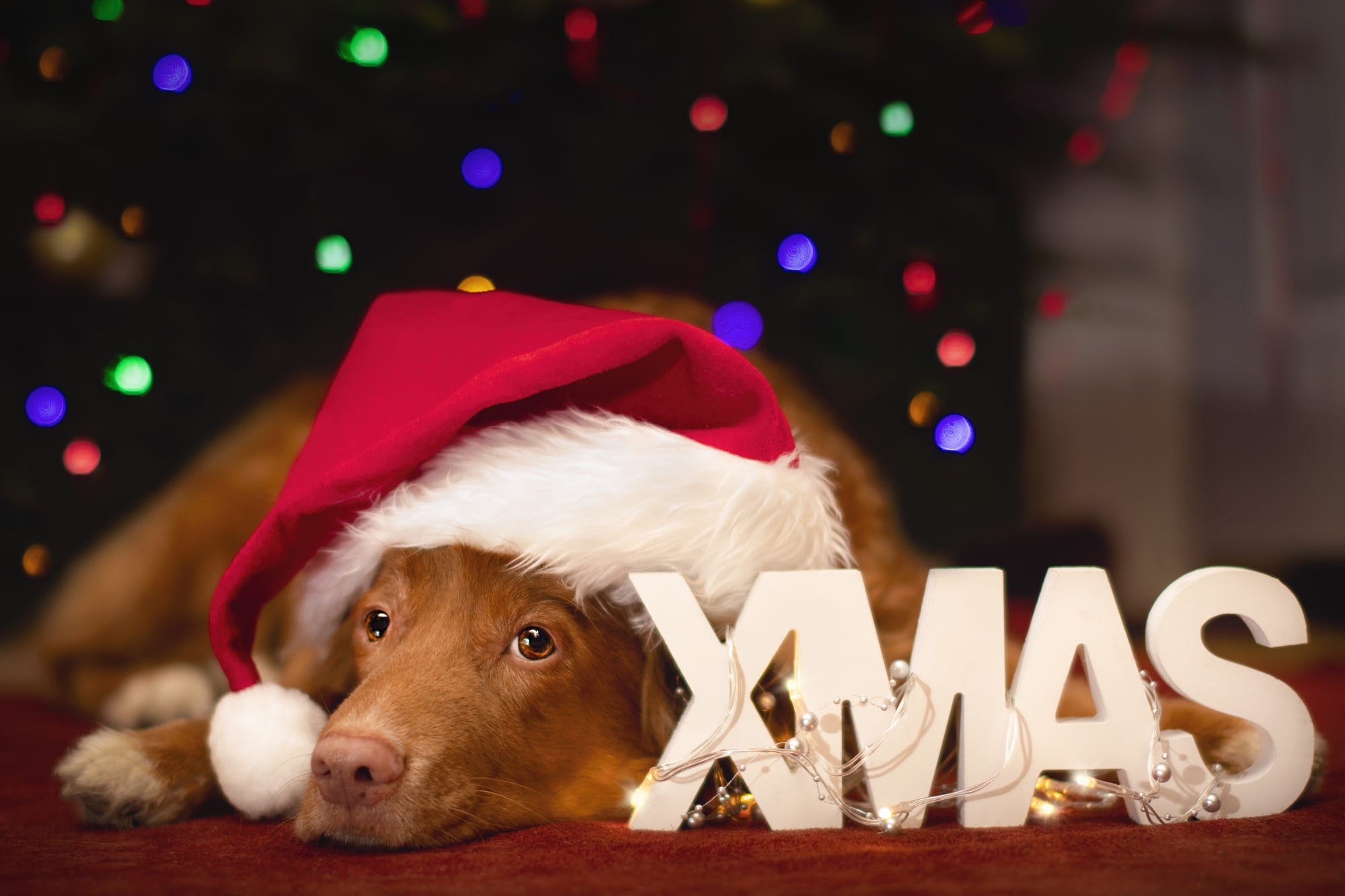Скачать картинку Животные, Собаки, Рождество, Лабрадор Ретривер, Шляпа Санты в телефон бесплатно.