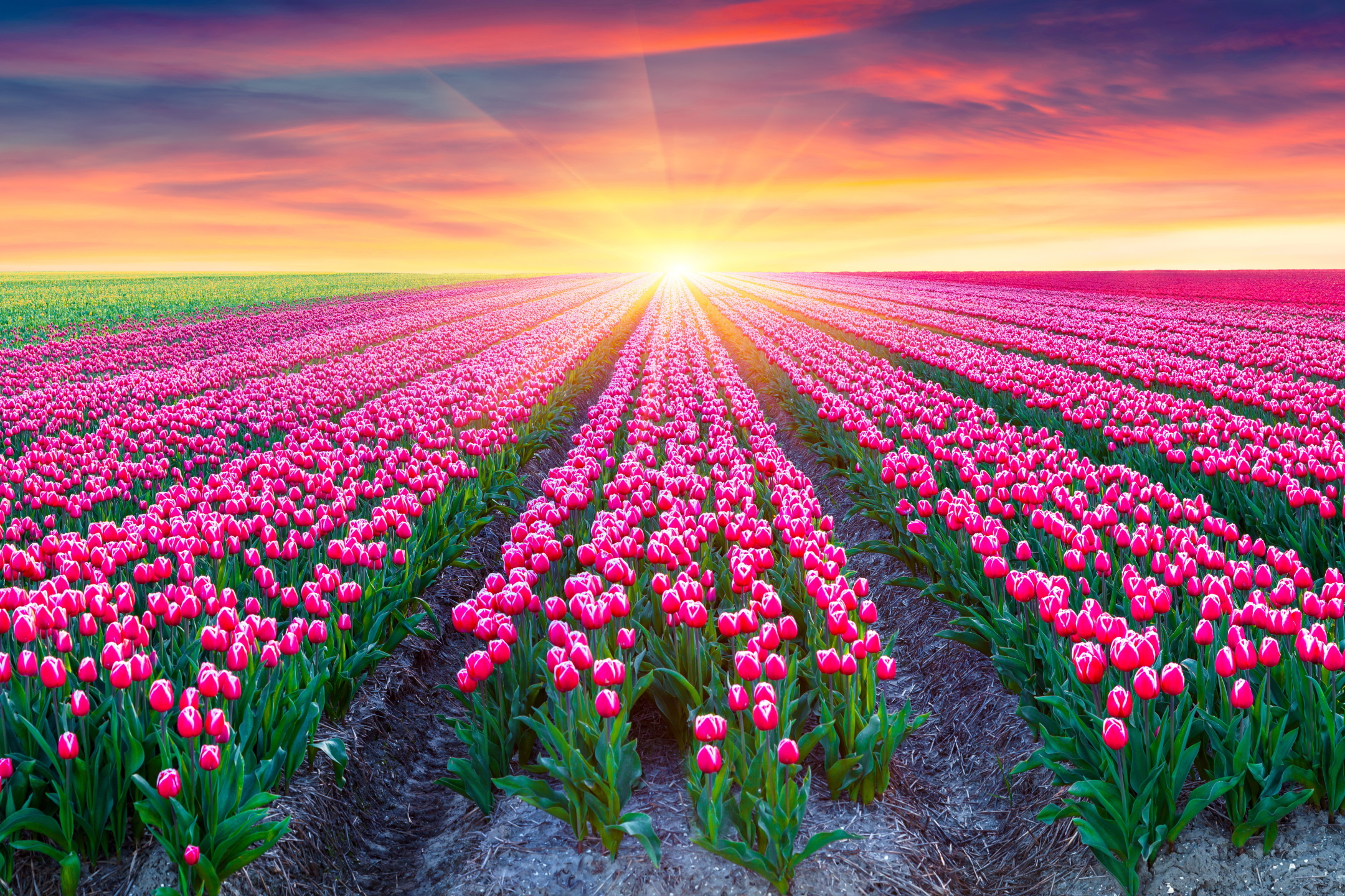 Téléchargez gratuitement l'image Fleurs, Coucher De Soleil, Champ, Tulipe, Terre/nature, Fleur Rose, Ensoleillement, Le Coucher Du Soleil sur le bureau de votre PC