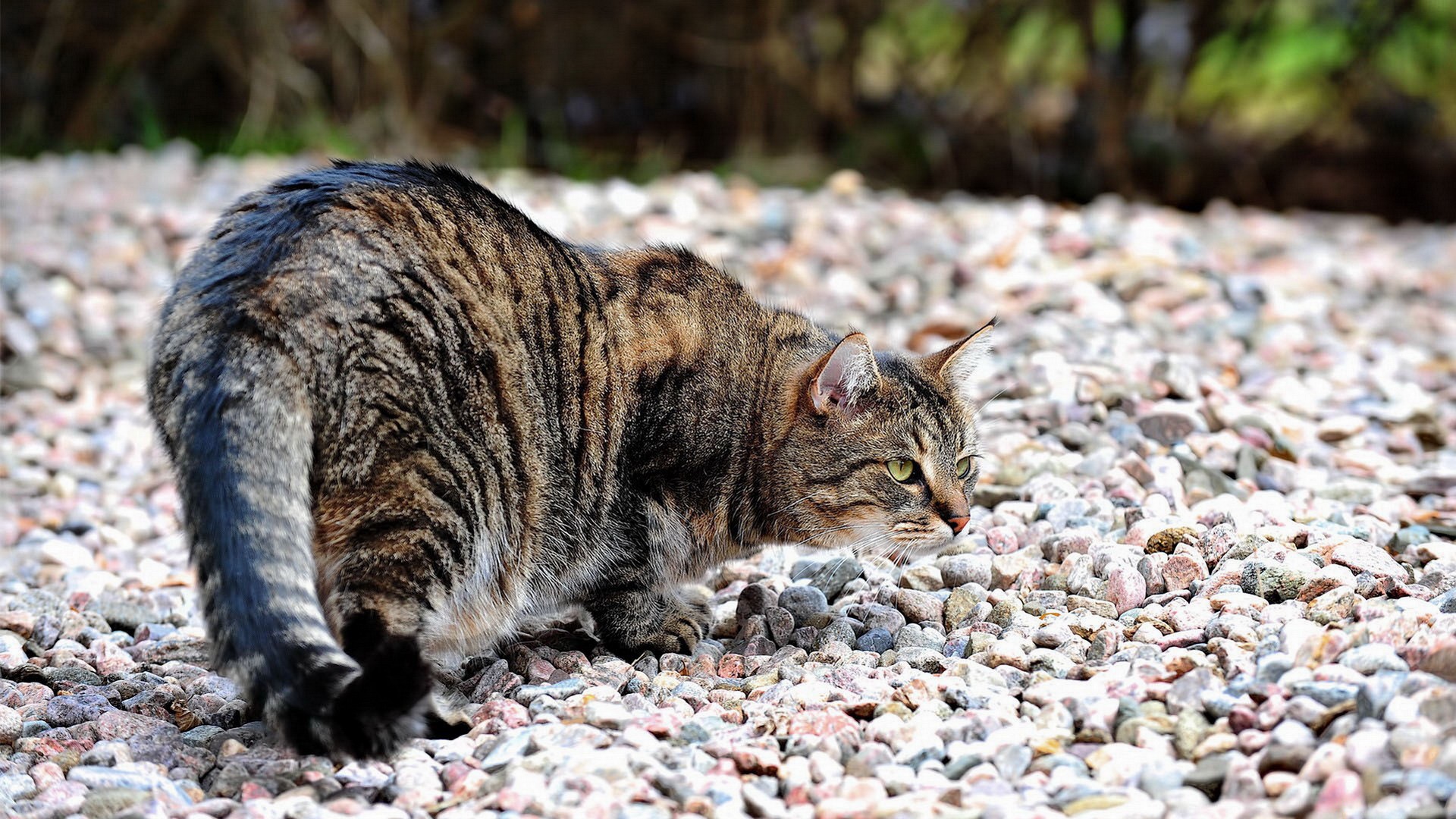 Handy-Wallpaper Tiere, Katzen, Katze kostenlos herunterladen.