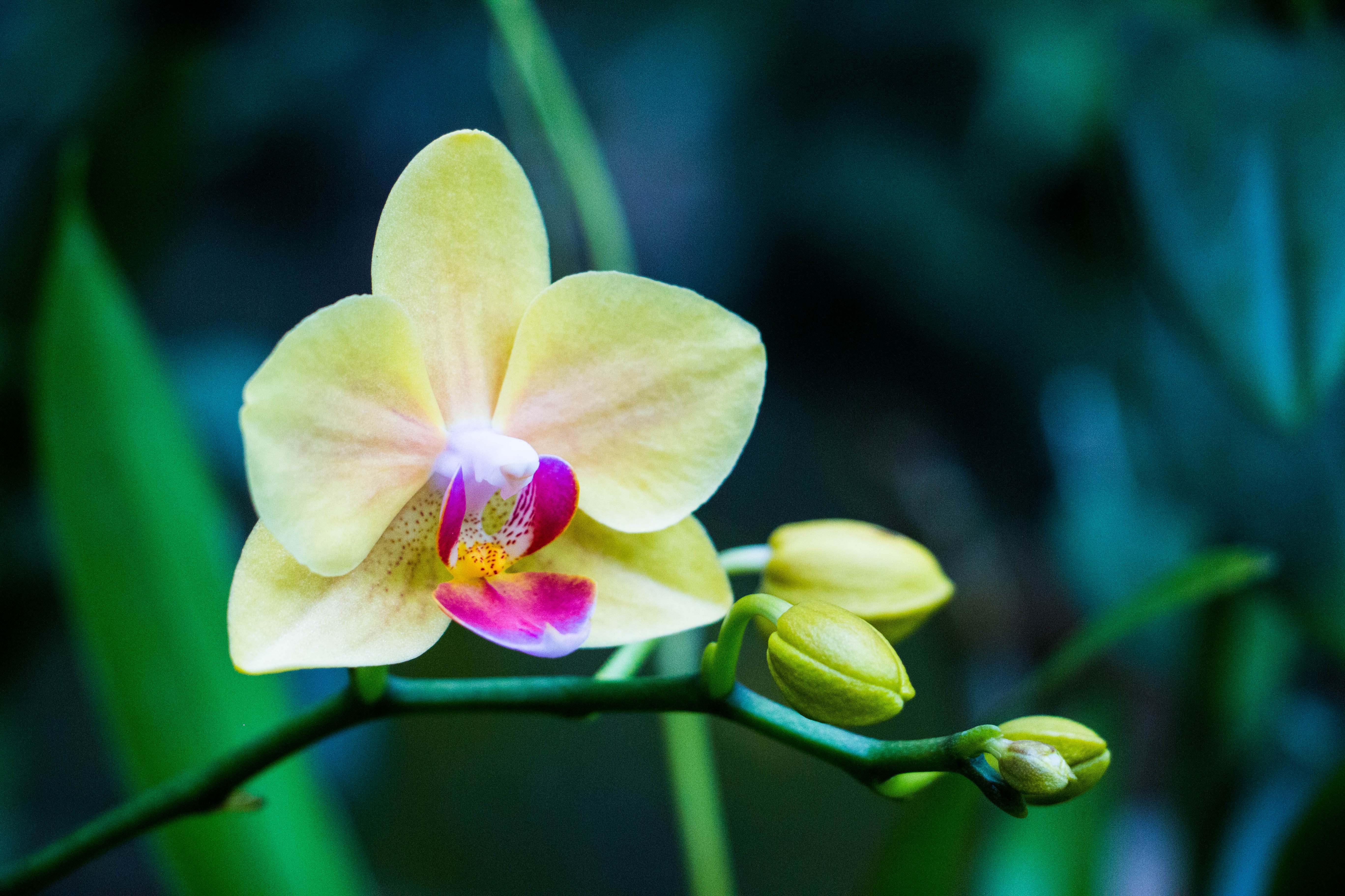 Скачать картинку Природа, Цветок, Орхидея, Желтый Цветок, Земля/природа, Флауэрсы в телефон бесплатно.