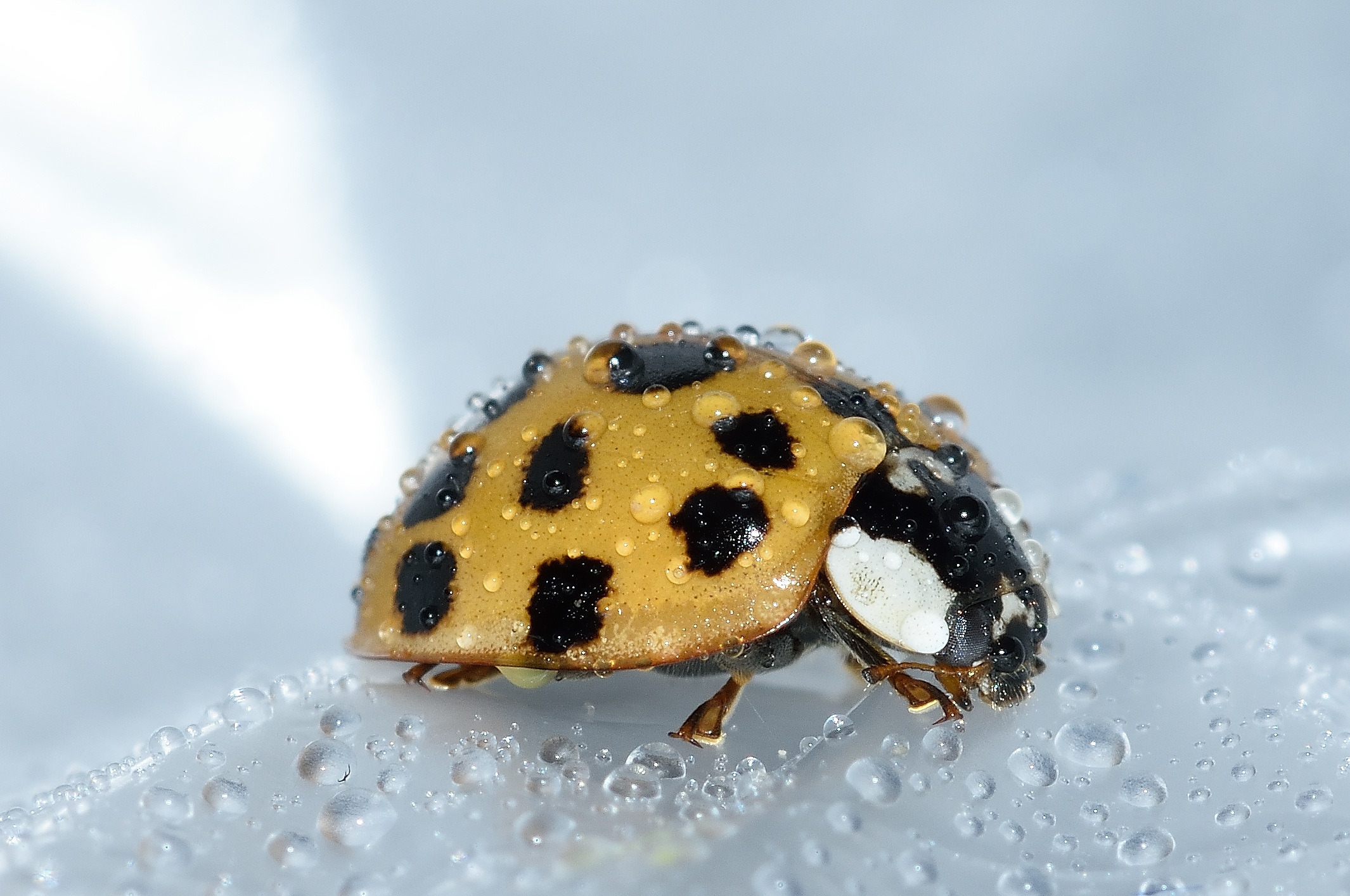 Download mobile wallpaper Macro, Close Up, Insect, Animal, Ladybug, Beetle, Water Drop for free.