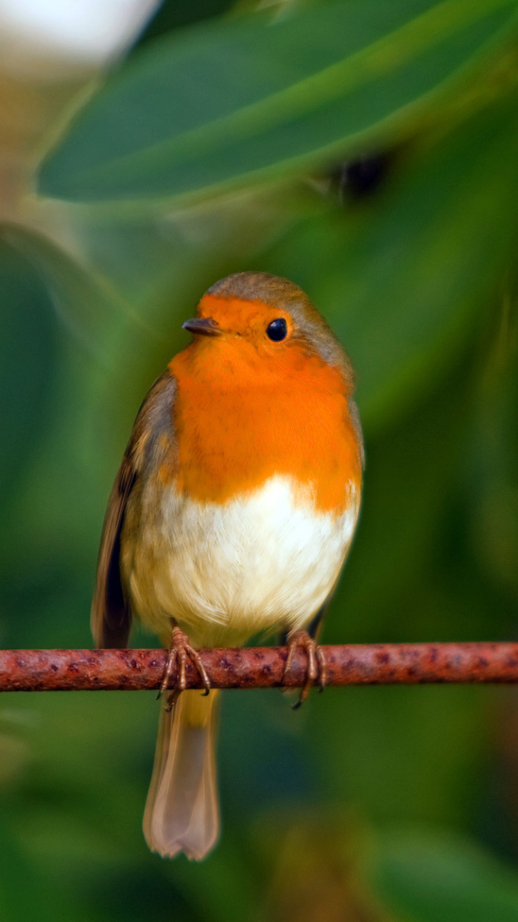 Descarga gratuita de fondo de pantalla para móvil de Animales, Aves, Ave.