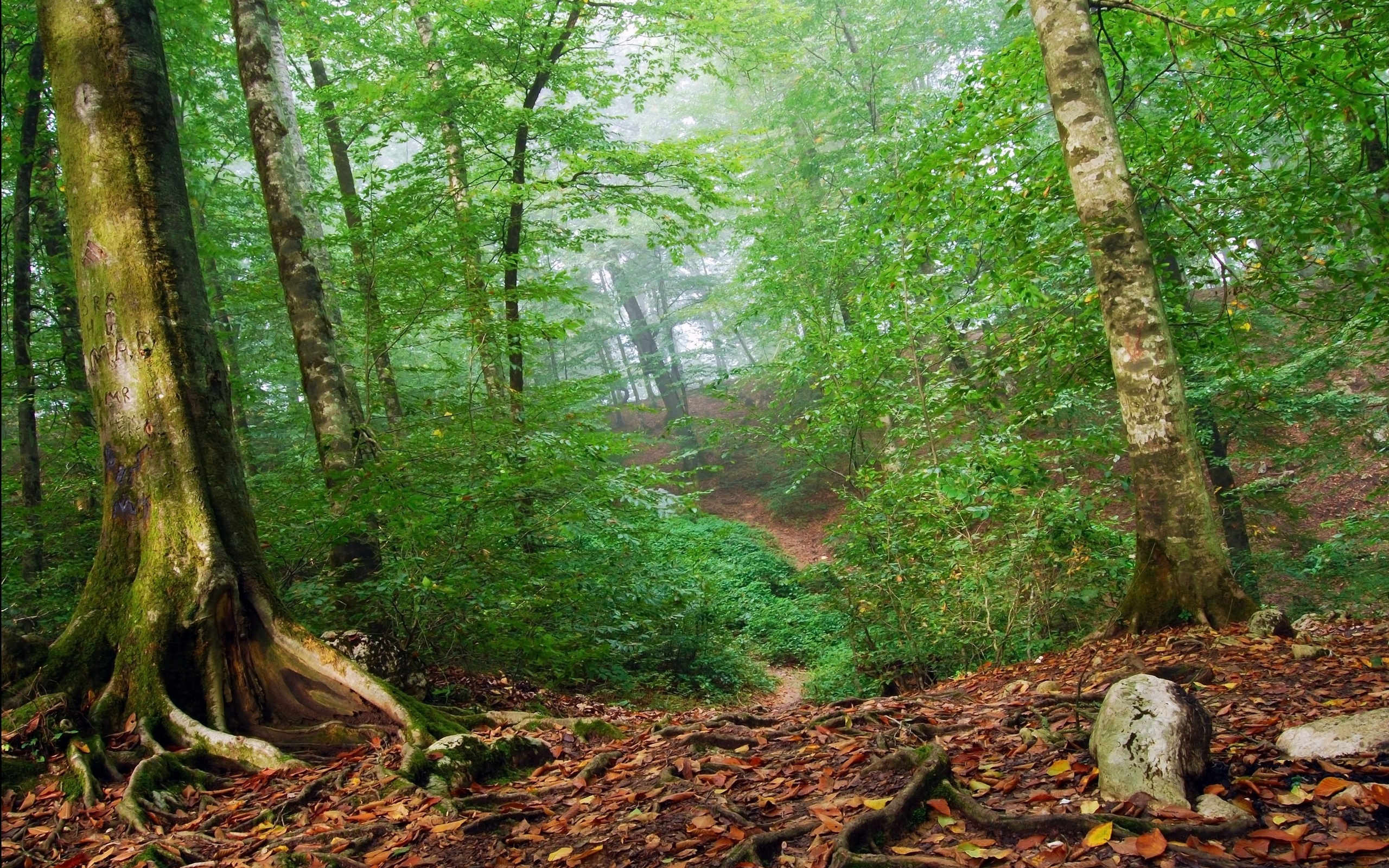 Téléchargez des papiers peints mobile Forêt, Terre/nature gratuitement.