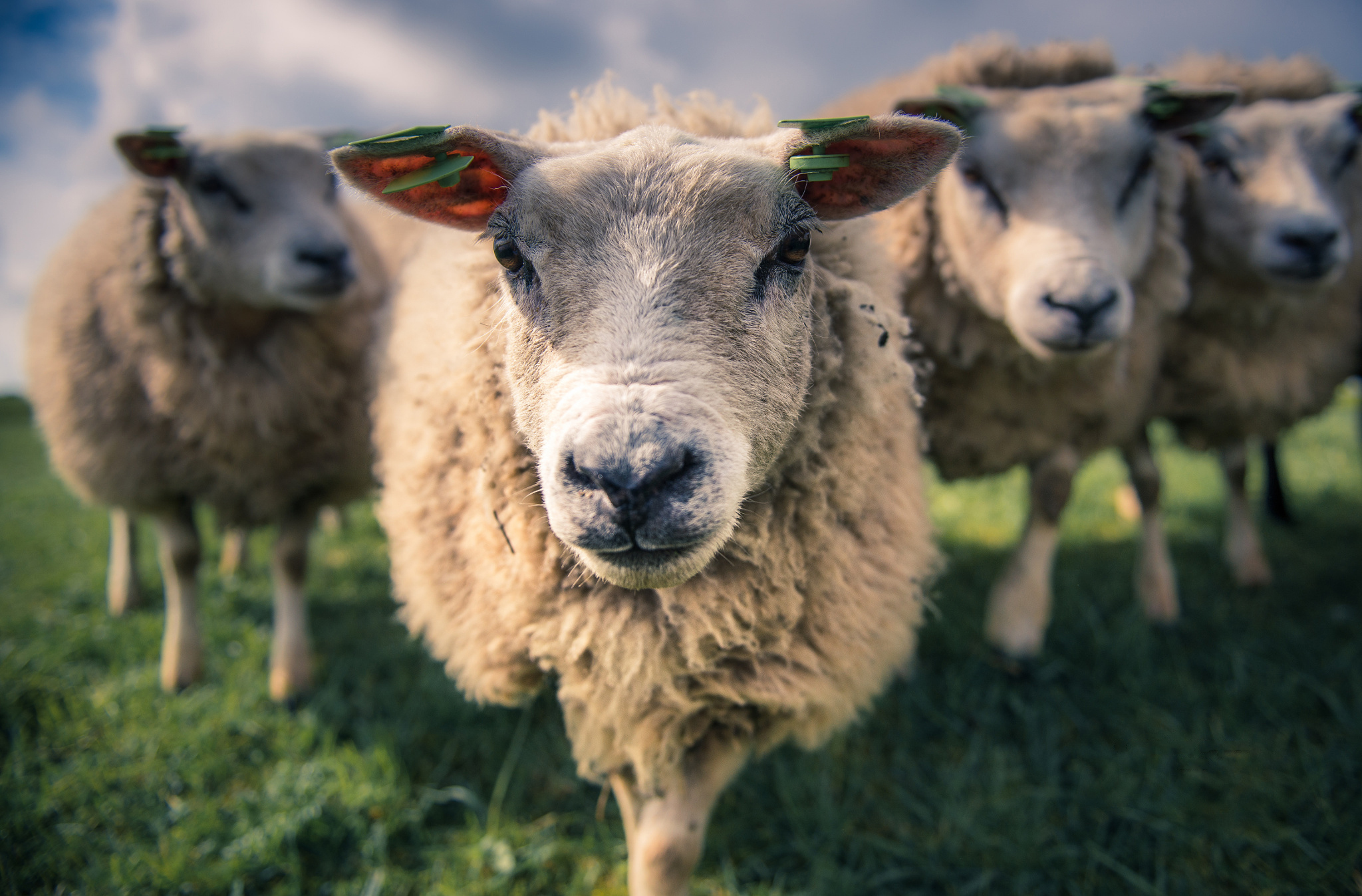 PCデスクトップに動物, 羊画像を無料でダウンロード