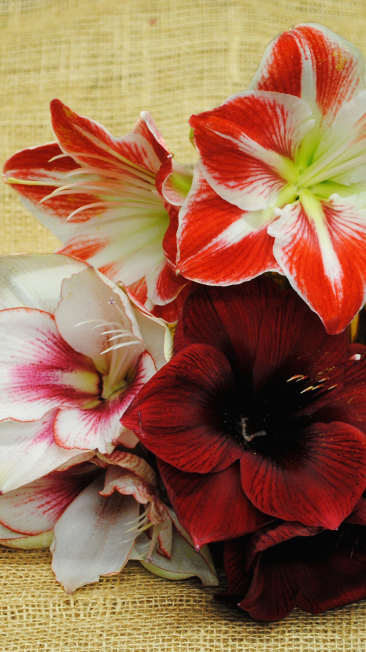 Download mobile wallpaper Flowers, Flower, Close Up, Earth, Lily, Amaryllis, Red Flower for free.