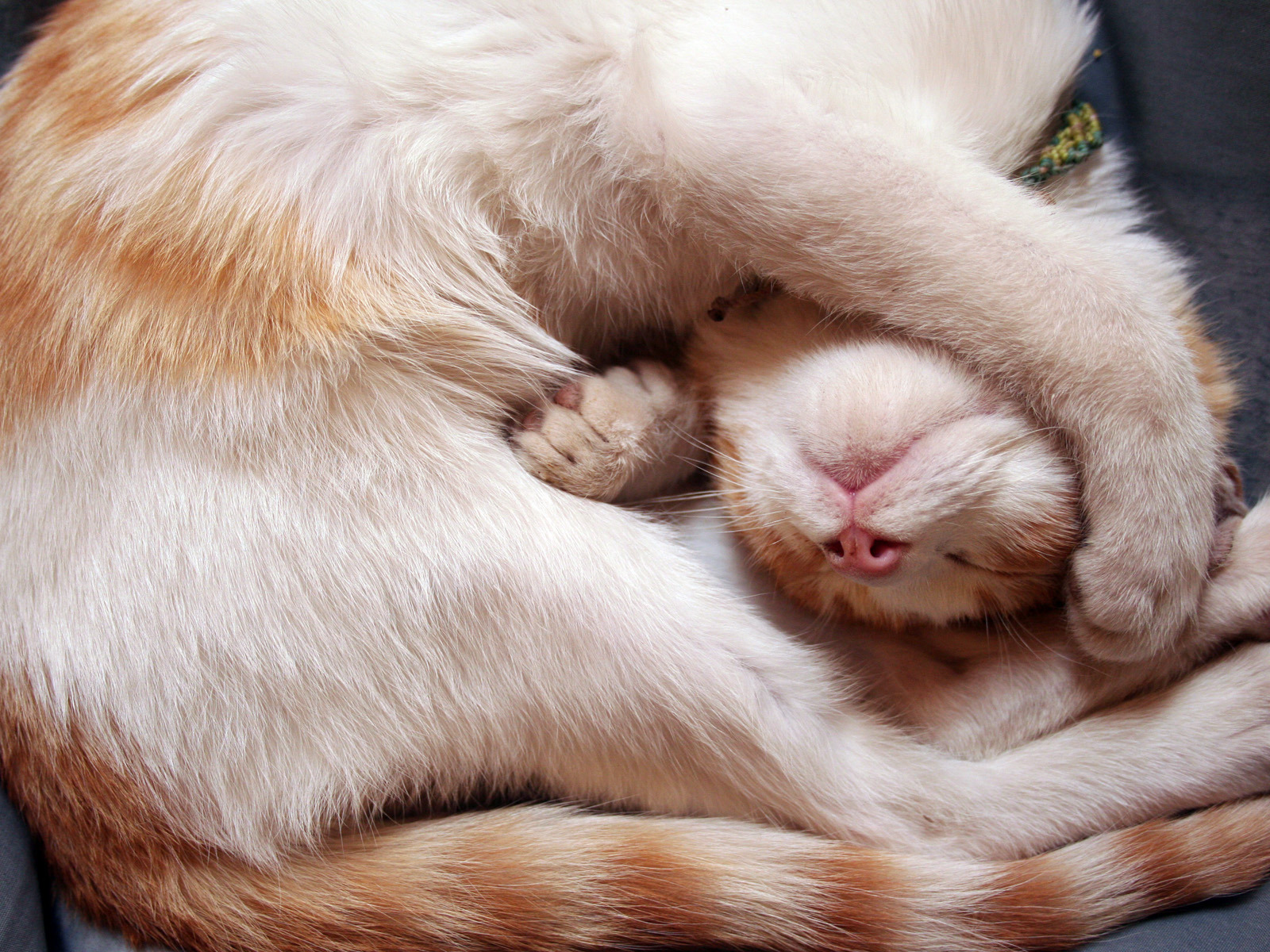 Baixe gratuitamente a imagem Animais, Gatos, Gato na área de trabalho do seu PC