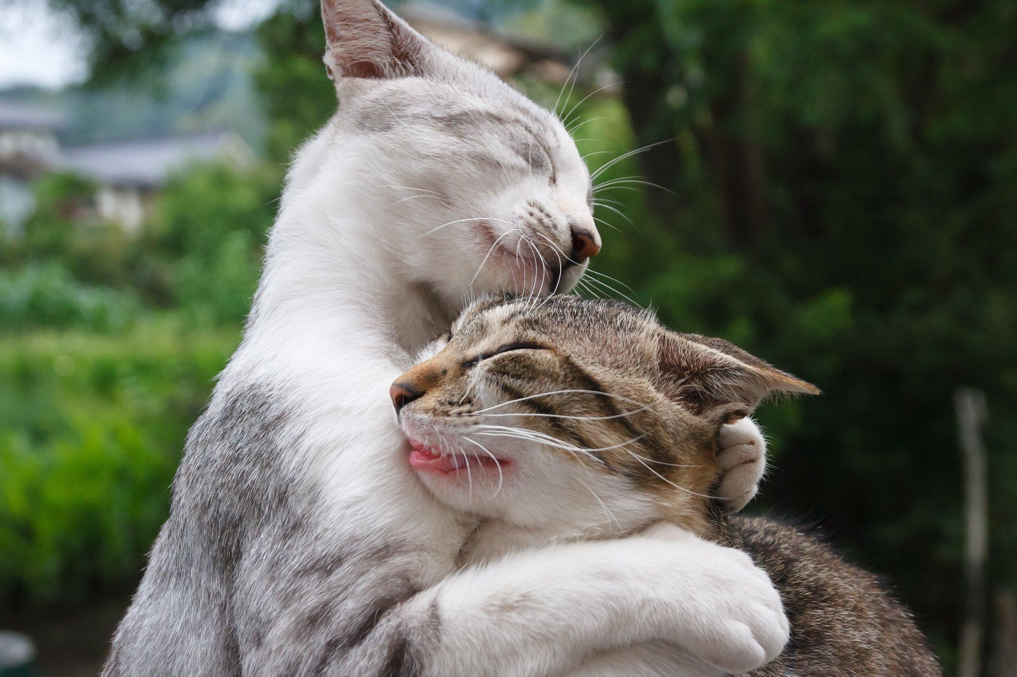 Free download wallpaper Funny, Cats, Love, Cat, Animal, Cute, Hug on your PC desktop