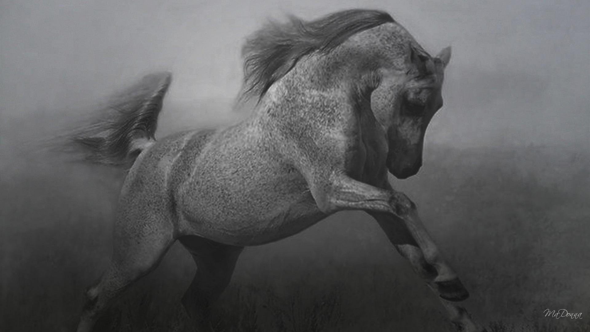 Free download wallpaper Animal, Horse on your PC desktop