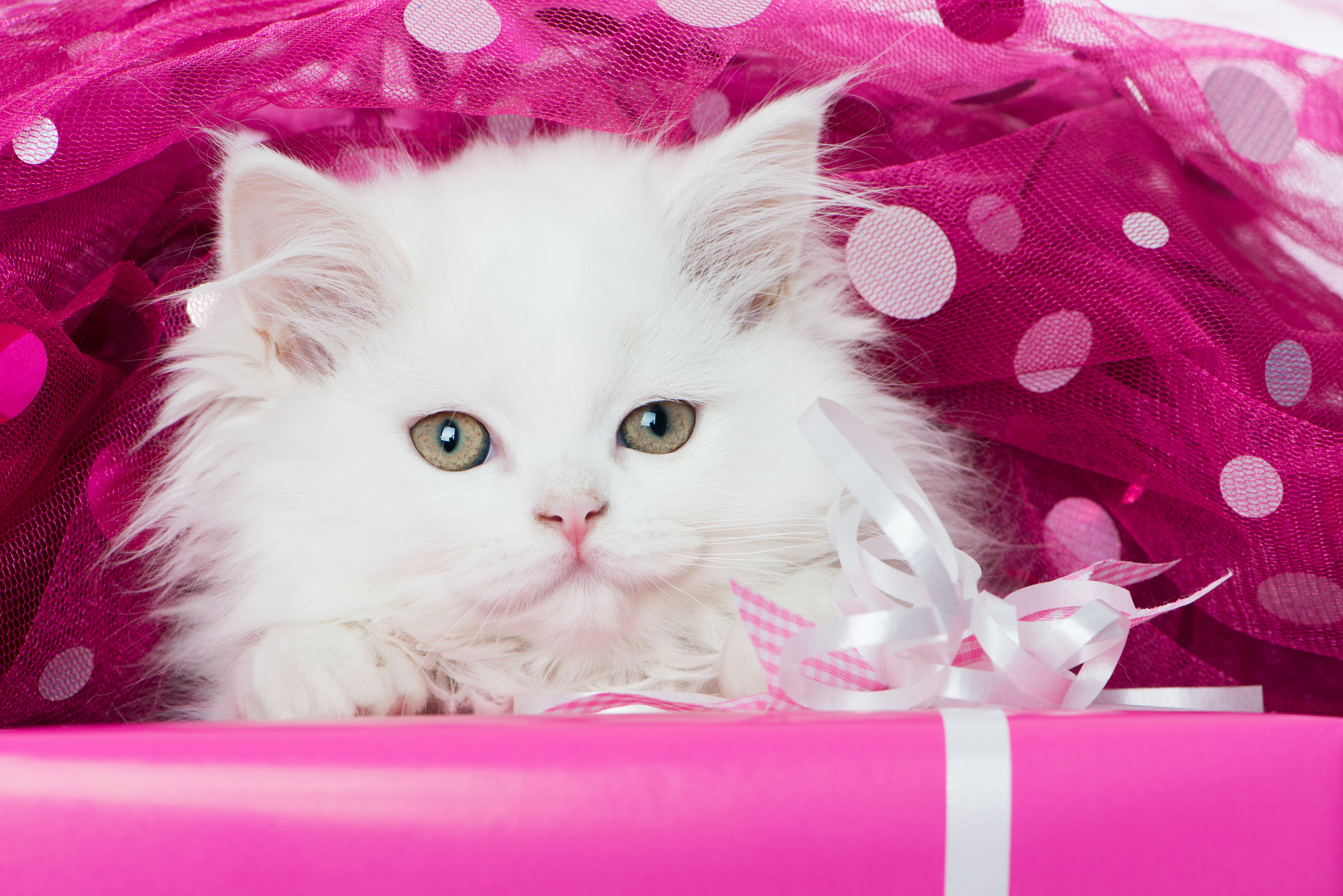 1526032 descargar imagen animales, gato, esponjoso, gatito, blanco, gatos: fondos de pantalla y protectores de pantalla gratis