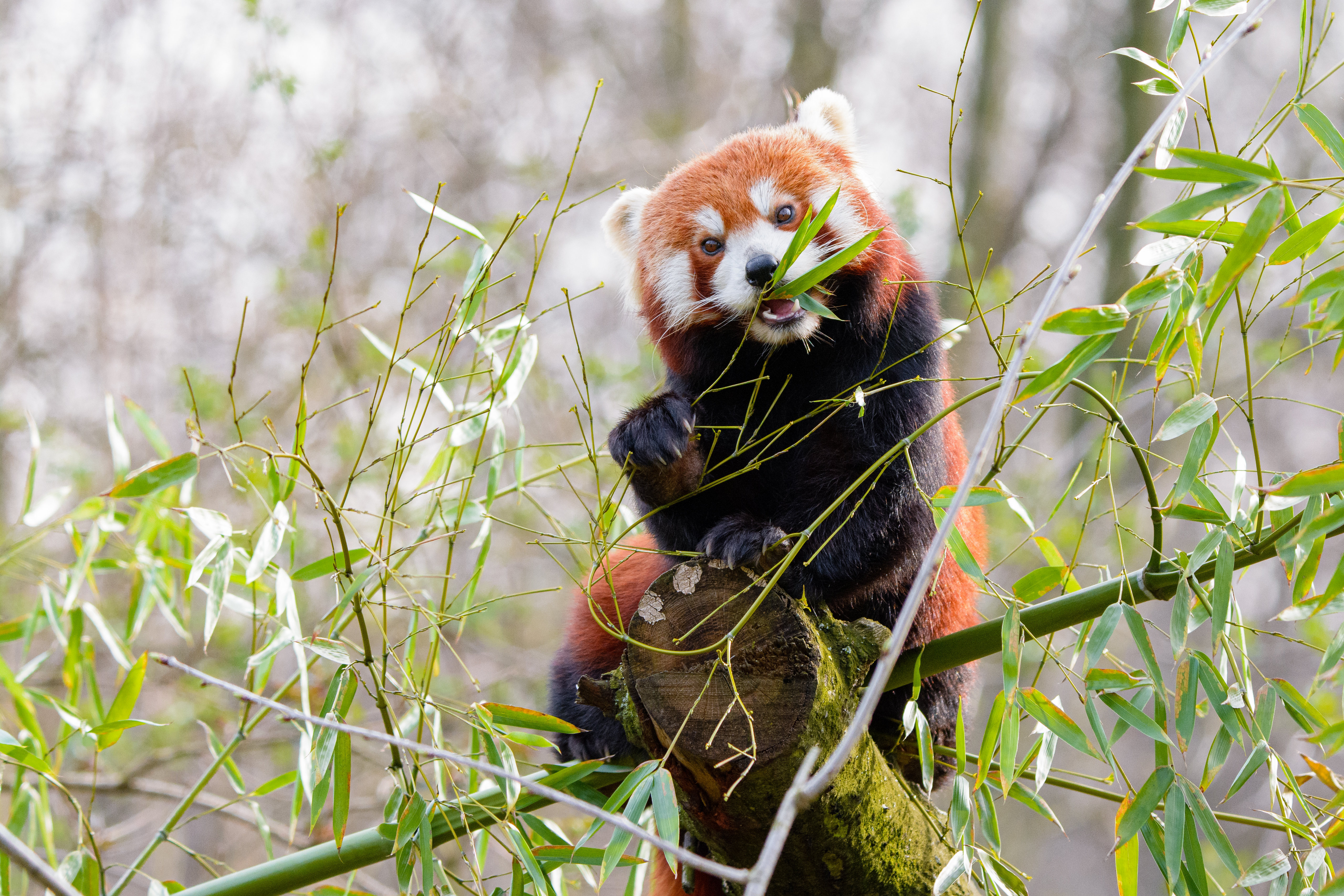 144880 descargar fondo de pantalla animales, panda rojo, lindo, querido, bambú, panda: protectores de pantalla e imágenes gratis