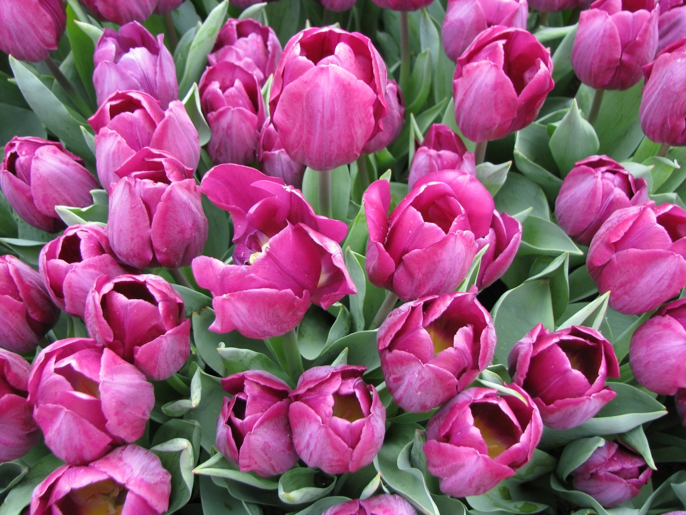 Скачать обои бесплатно Растения, Тюльпаны, Цветы картинка на рабочий стол ПК