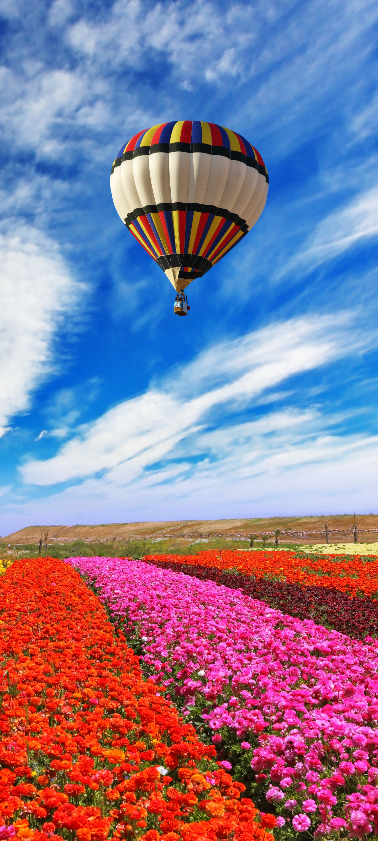Handy-Wallpaper Blume, Feld, Wolke, Gelbe Blume, Himmel, Rote Blume, Fahrzeuge, Pinke Blume, Heißluftballon, Aufstellen kostenlos herunterladen.
