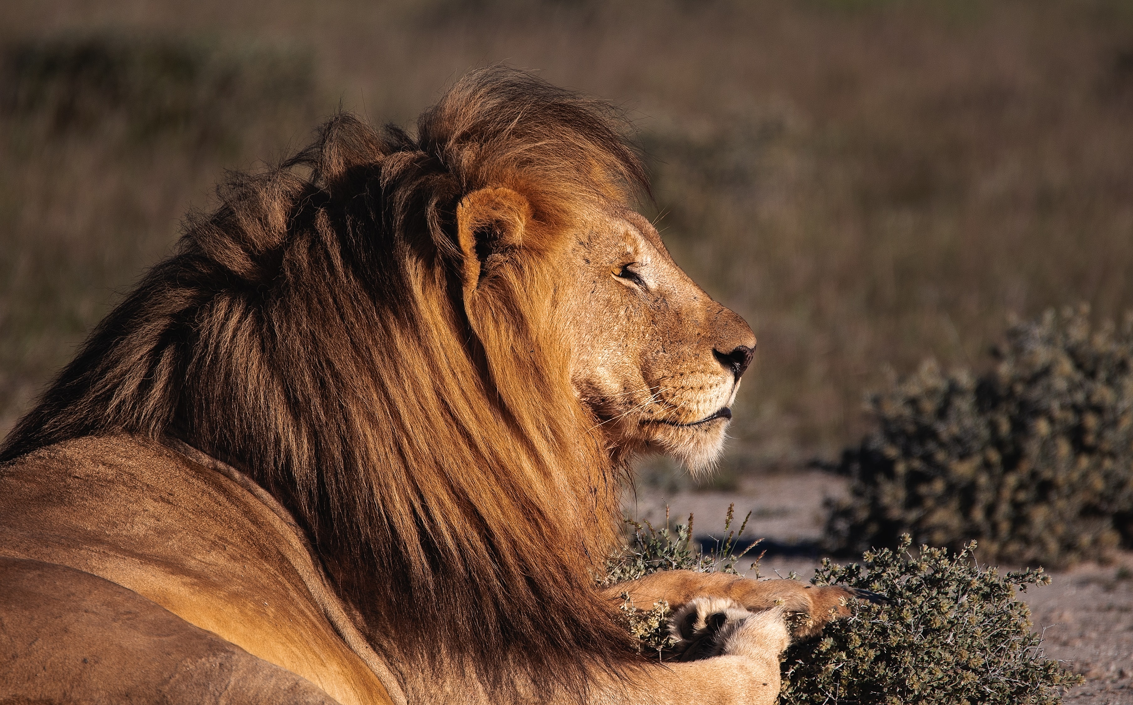 Free download wallpaper Predator, Profile, Animals, Big Cat, Lion on your PC desktop