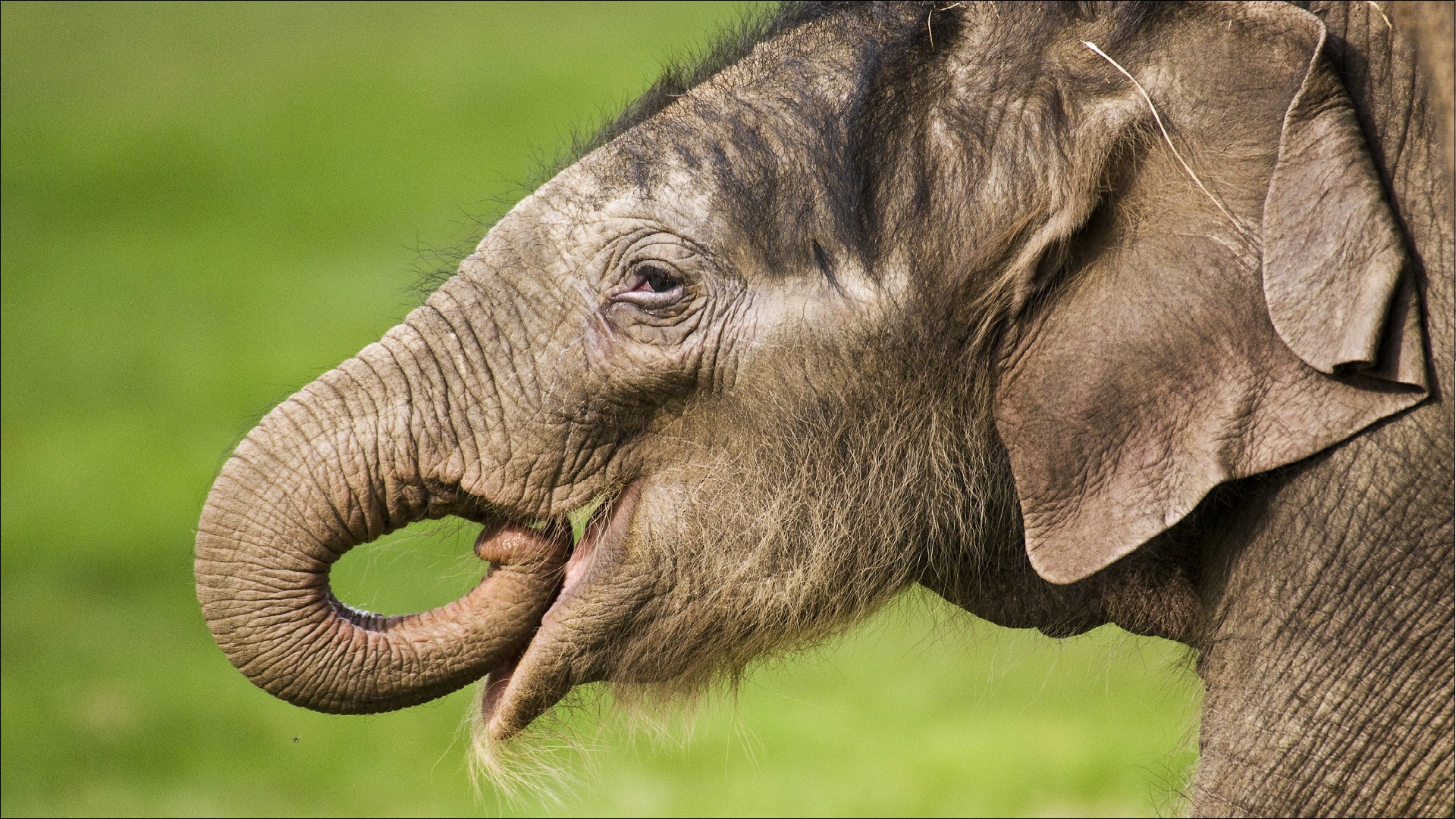 Téléchargez gratuitement l'image Animaux, Éléphants, Éléphant D'asie sur le bureau de votre PC