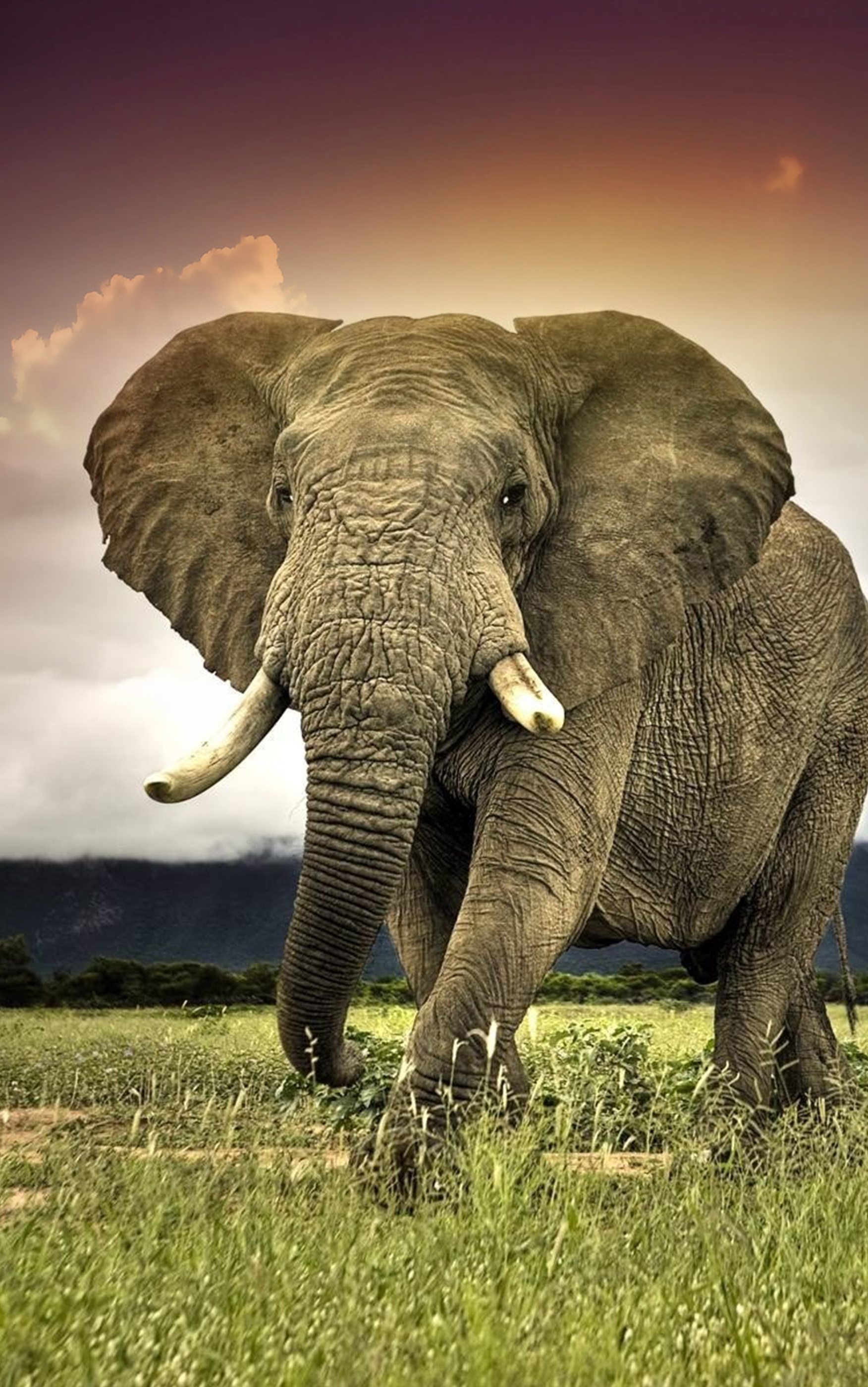 Скачать обои бесплатно Животные, Слоны, Африка, Африканский Слон картинка на рабочий стол ПК
