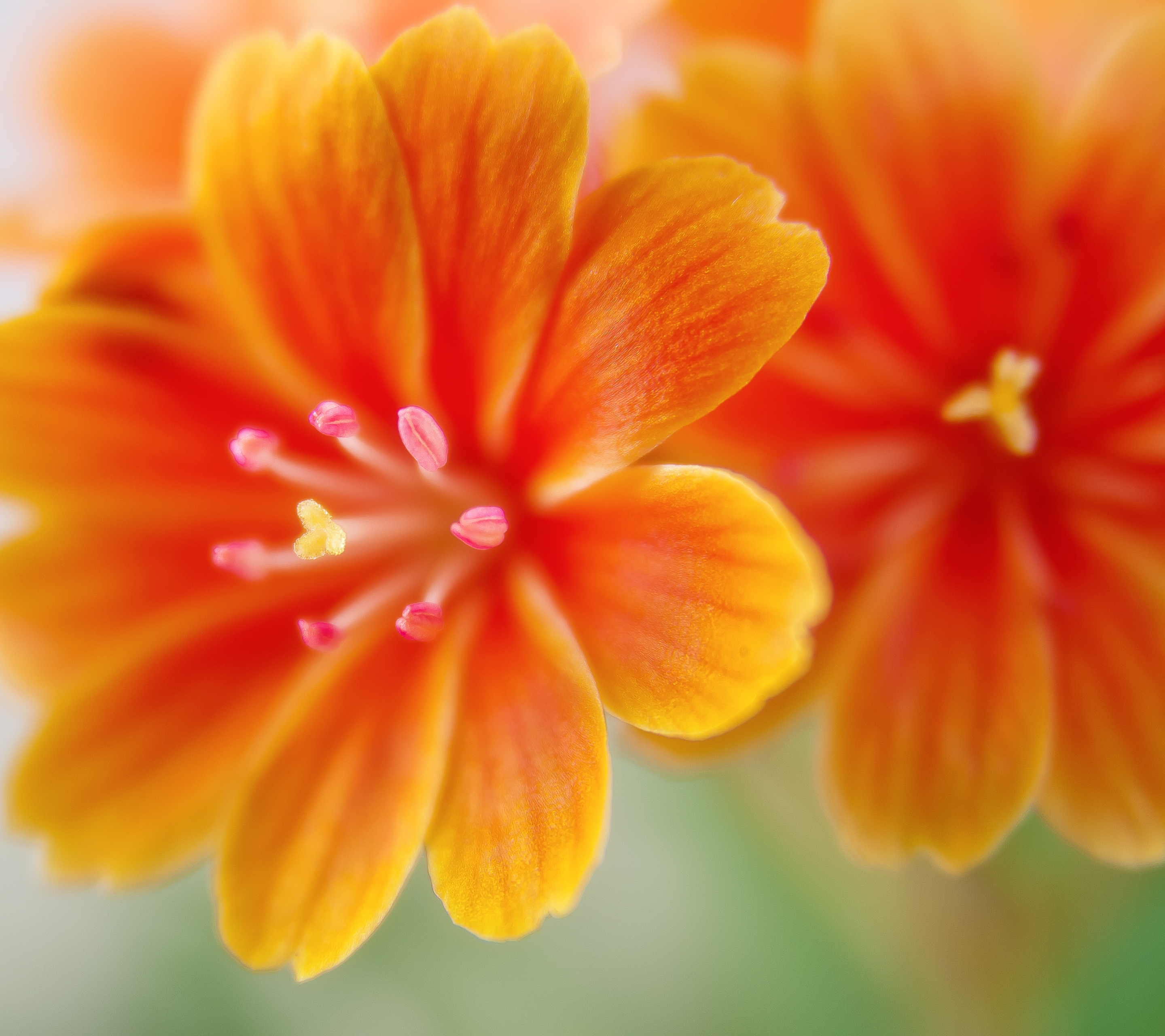 Melhores papéis de parede de Lewisia para tela do telefone