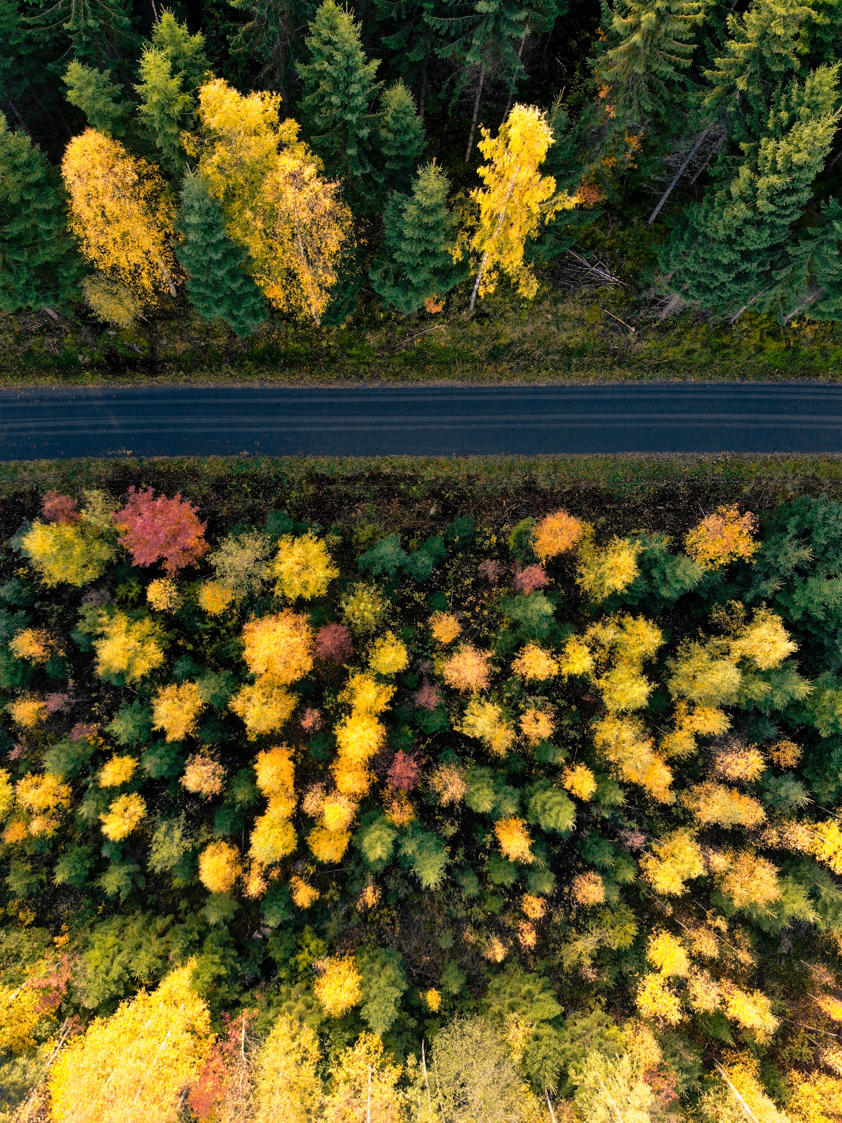 autumn, nature, trees, view from above, road, forest desktop HD wallpaper