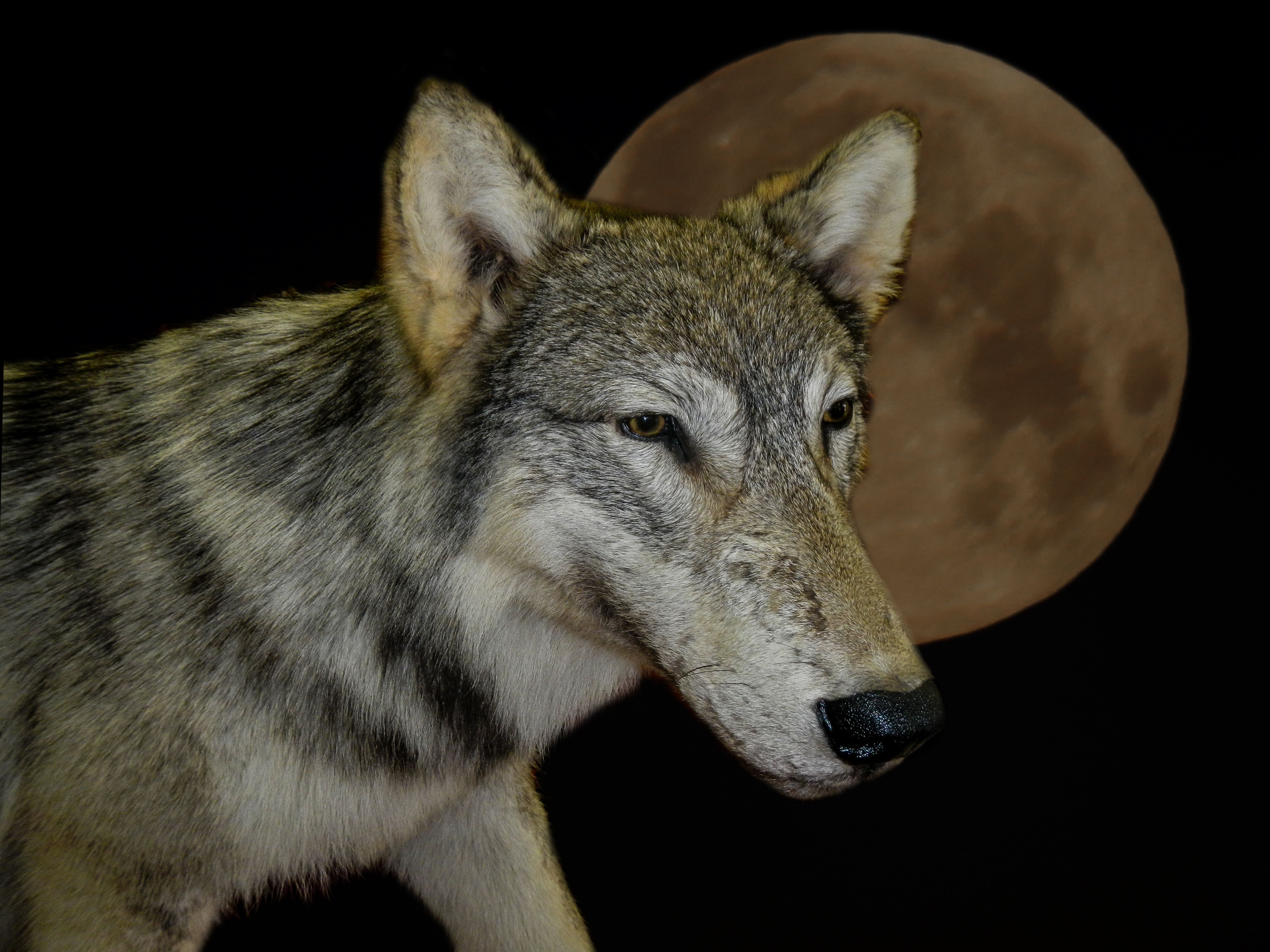 Скачать обои бесплатно Животные, Волки, Луна, Волк картинка на рабочий стол ПК