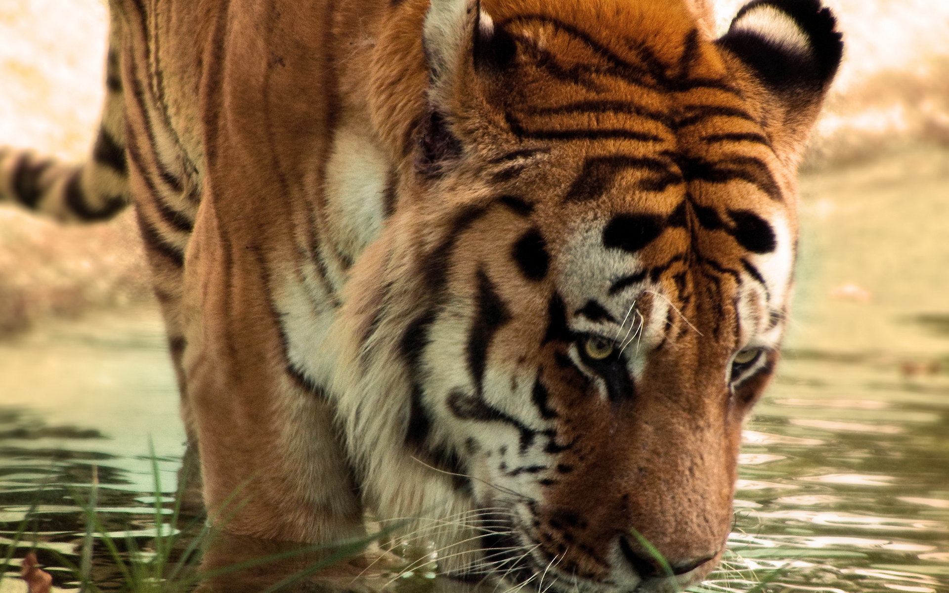 Téléchargez gratuitement l'image Animaux, Tigre sur le bureau de votre PC