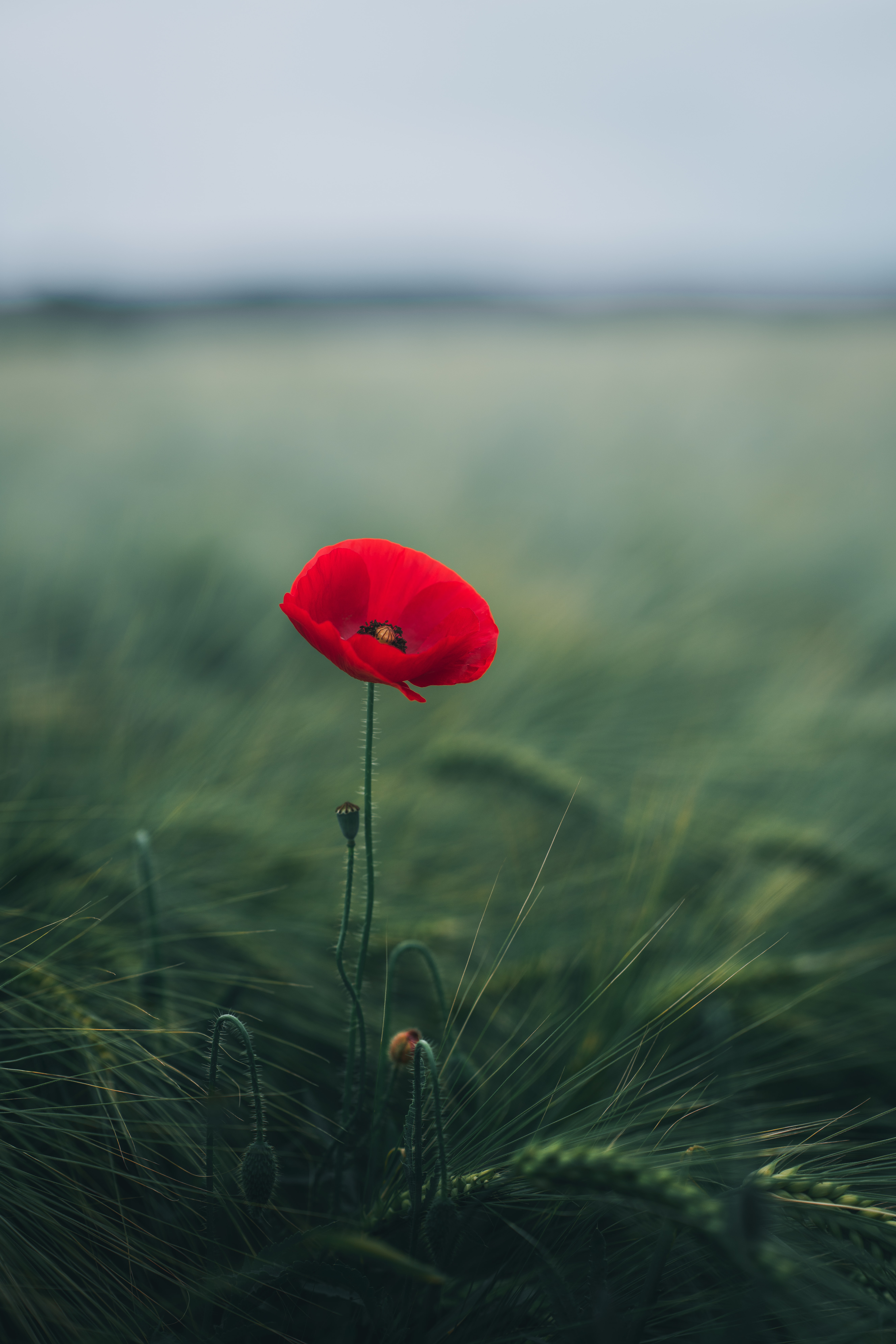 collection of best Poppy HD wallpaper