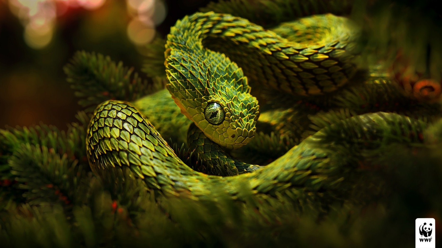 297117 descargar imagen animales, víbora, serpiente, reptiles: fondos de pantalla y protectores de pantalla gratis